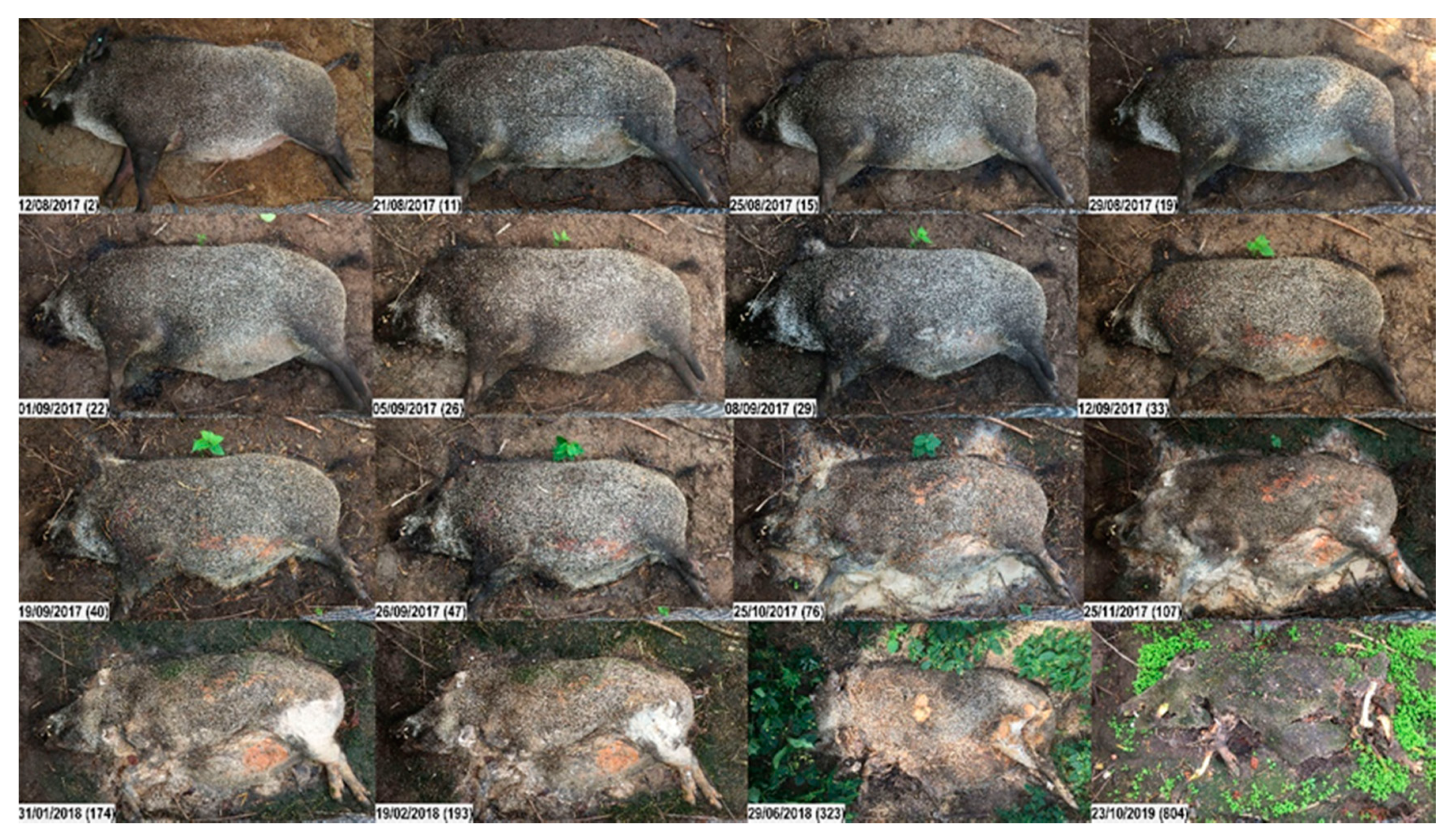 Vetsci 07 00006 g003