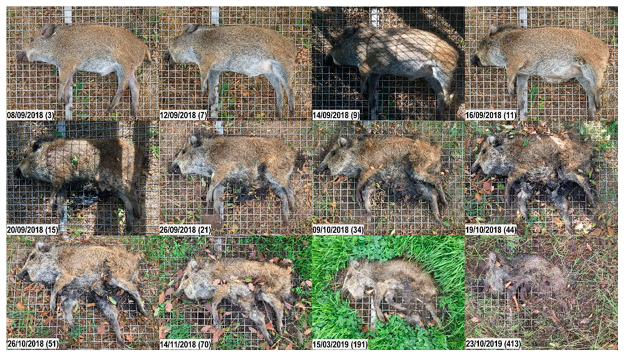 Vetsci 07 00006 g006