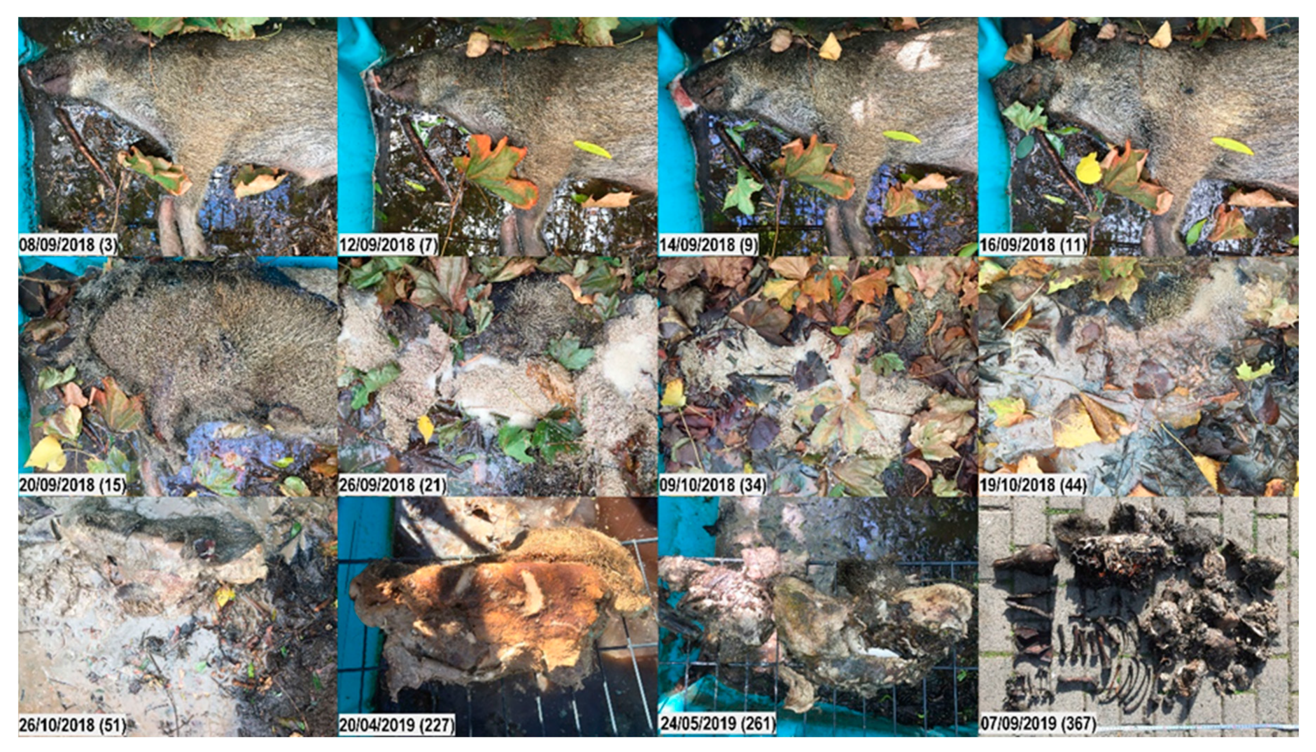 Vetsci 07 00006 g007