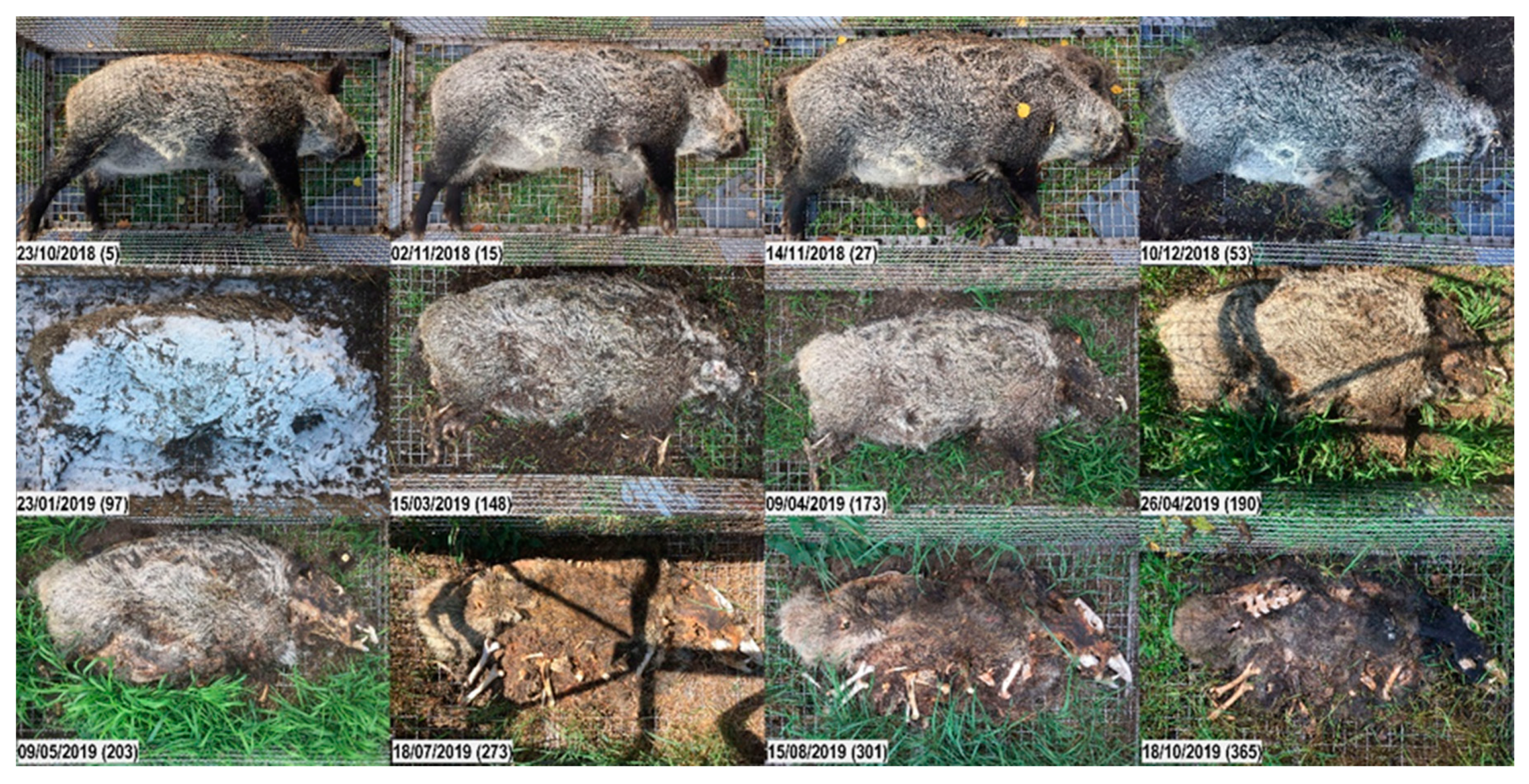 Vetsci 07 00006 g008