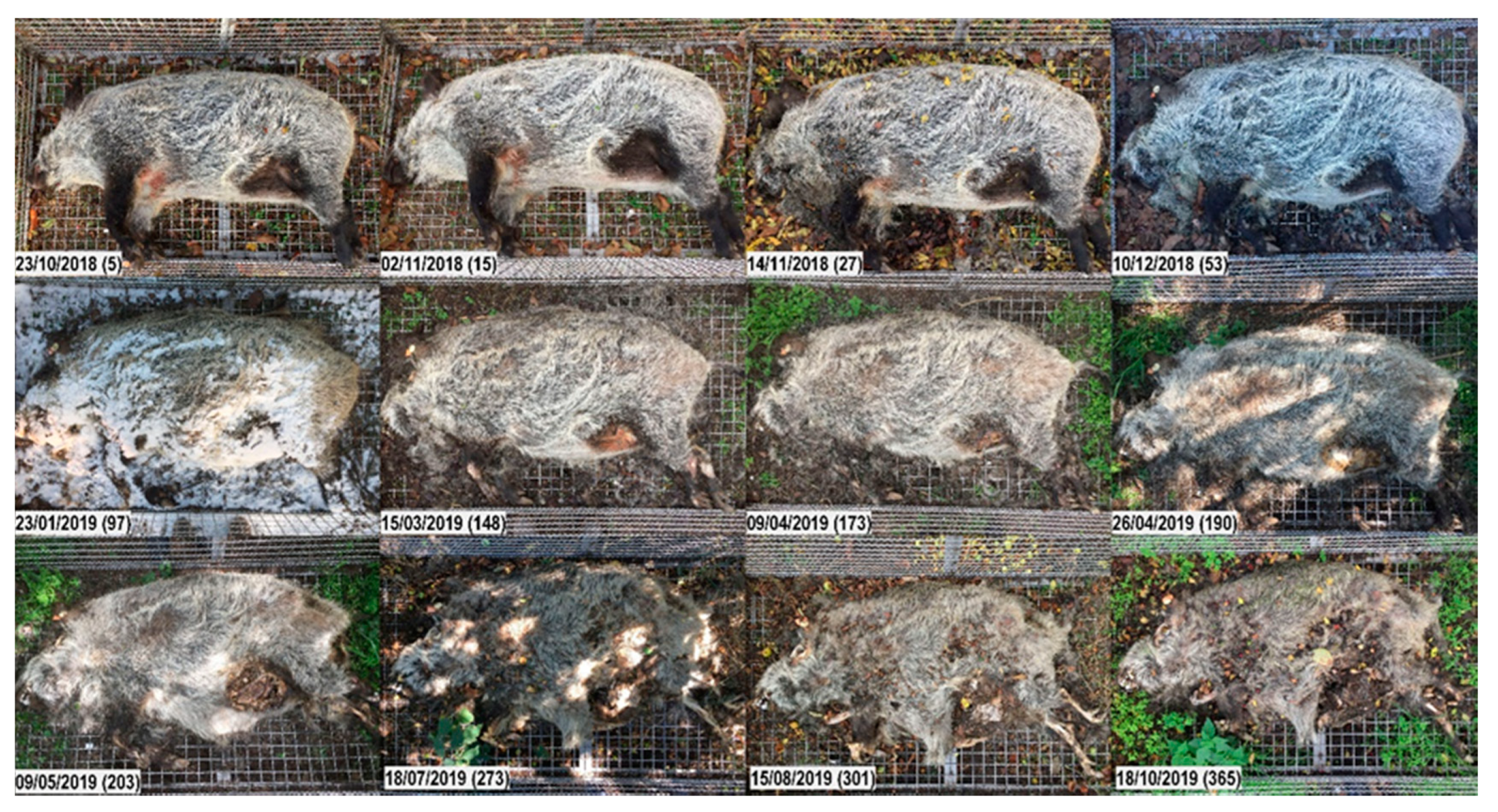 Vetsci 07 00006 g009