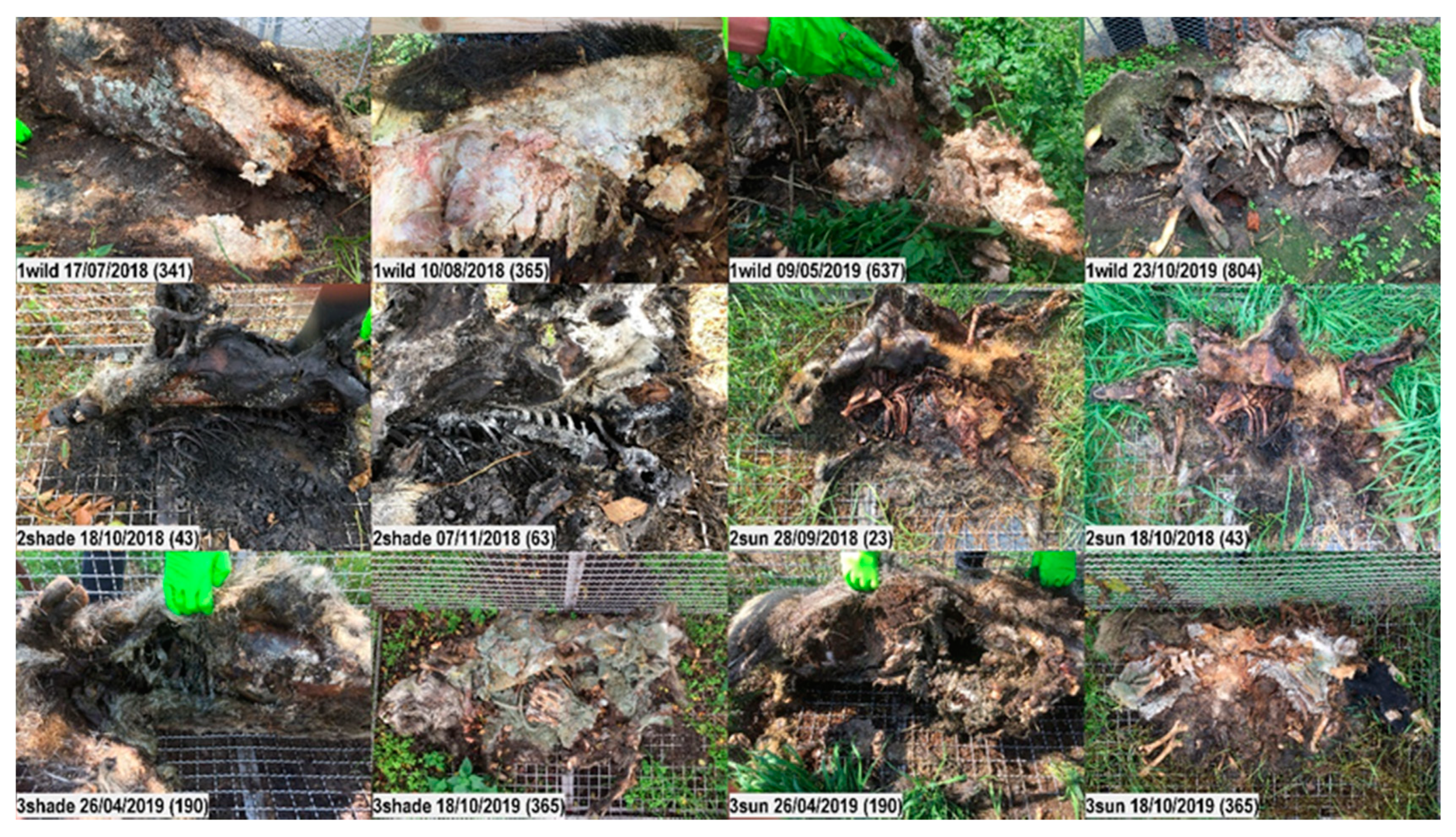 Vetsci 07 00006 g010