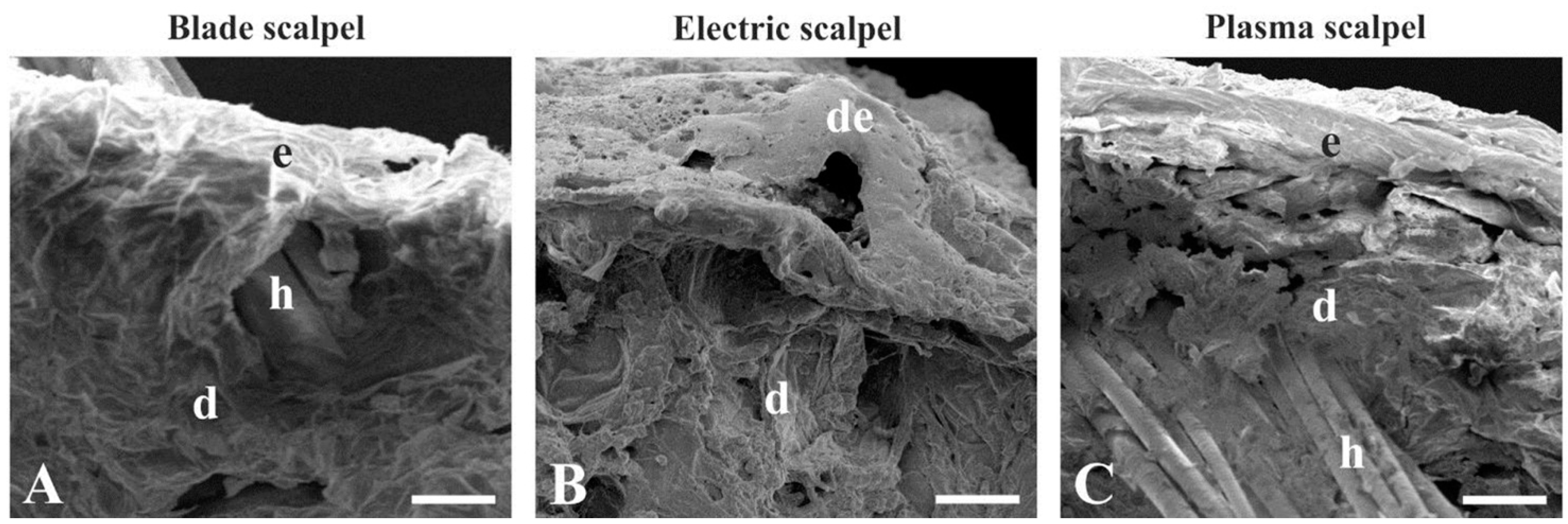 Vetsci 07 00008 g002 Vetsci 07 00008 g002