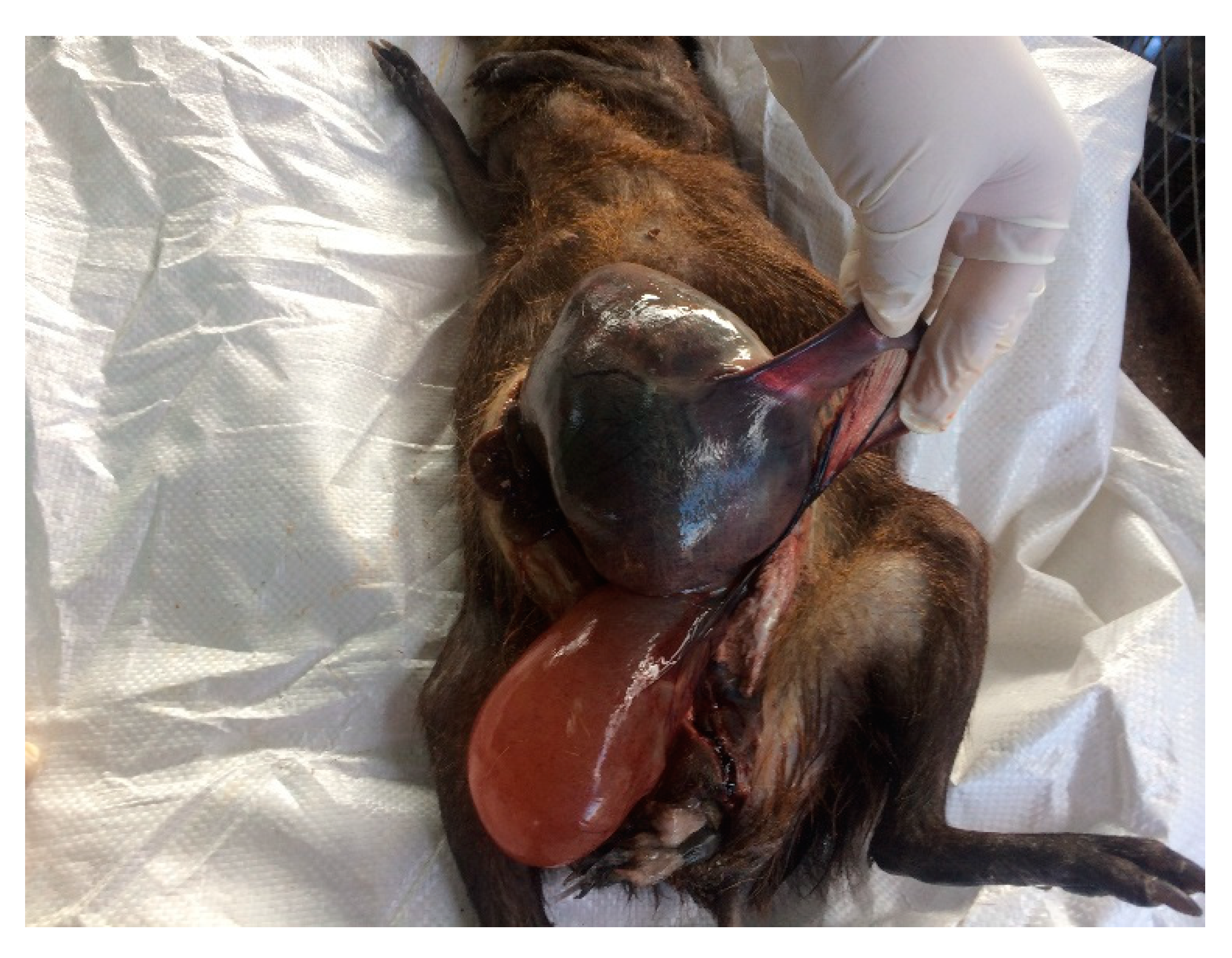 Vetsci 07 00030 g001 Vetsci 07 00030 g001