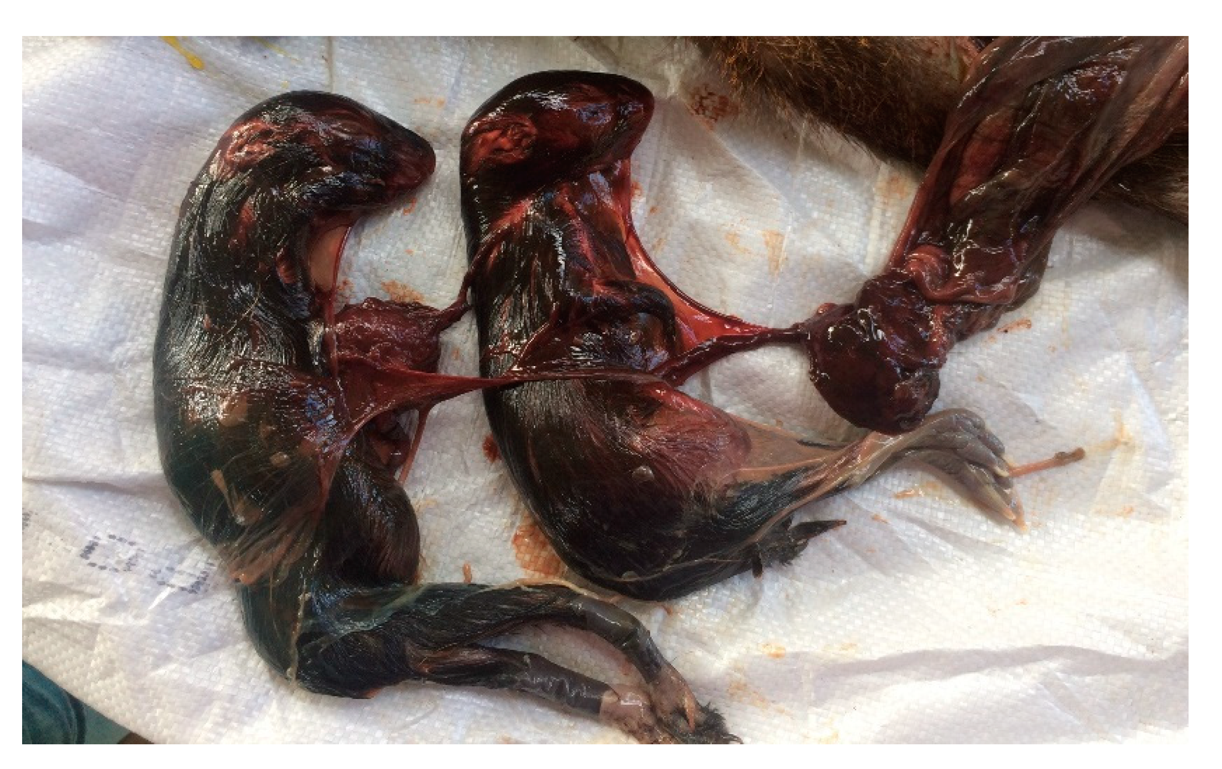 Vetsci 07 00030 g002 Vetsci 07 00030 g002