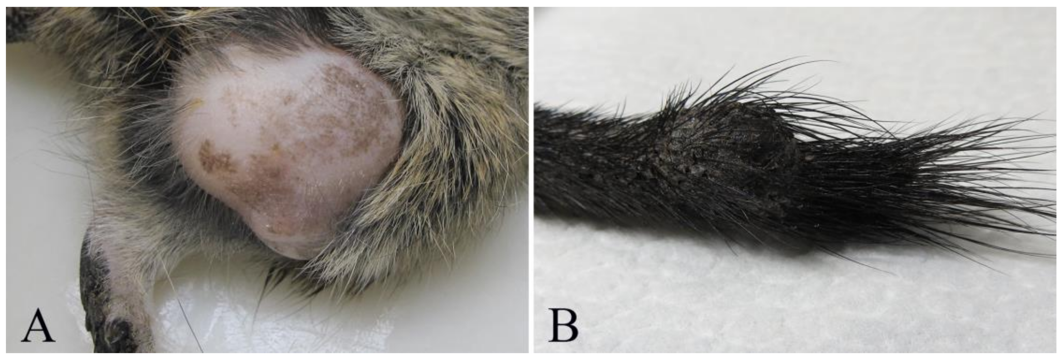 Vetsci 07 00032 g001 Vetsci 07 00032 g001