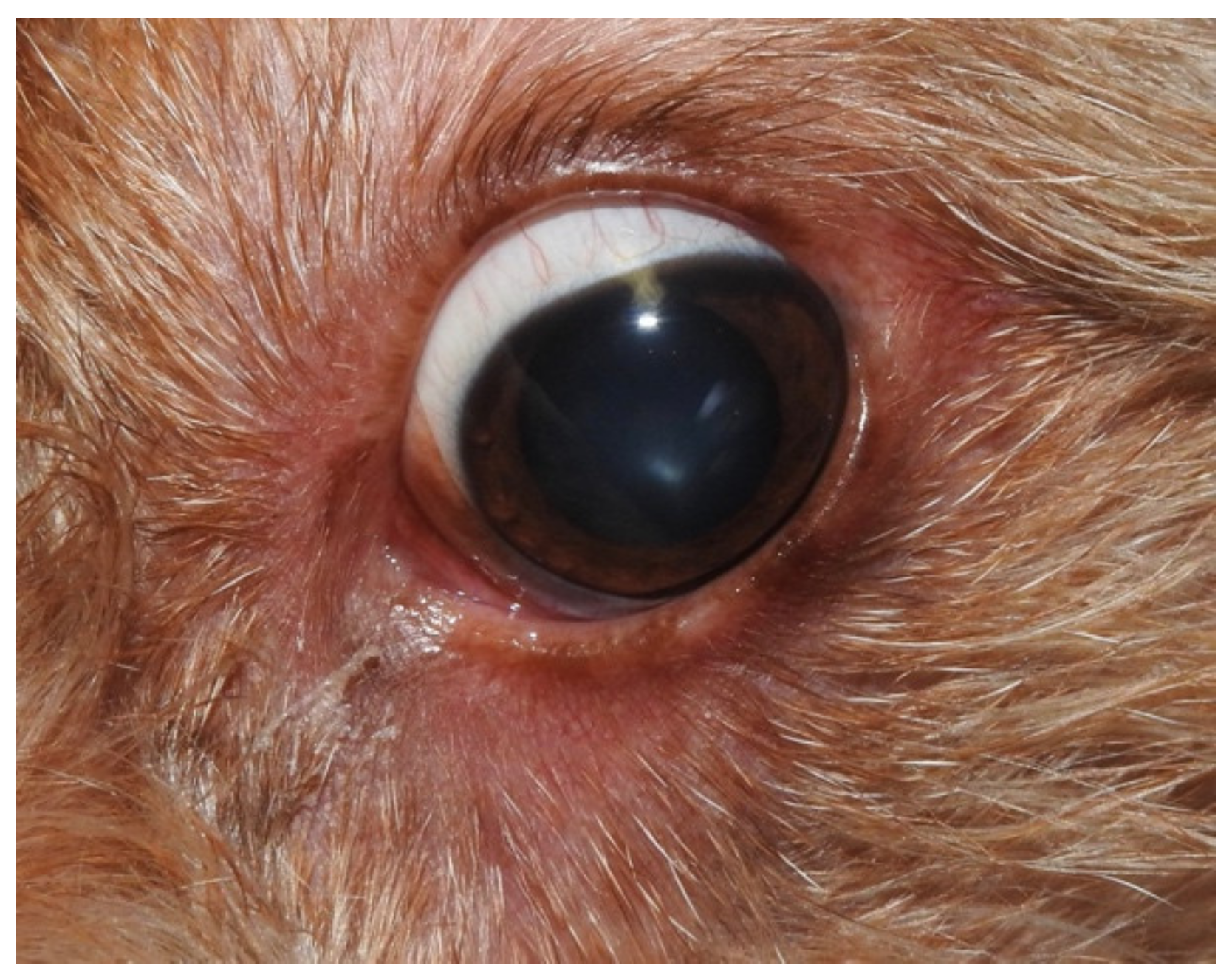 Vetsci 07 00037 g002