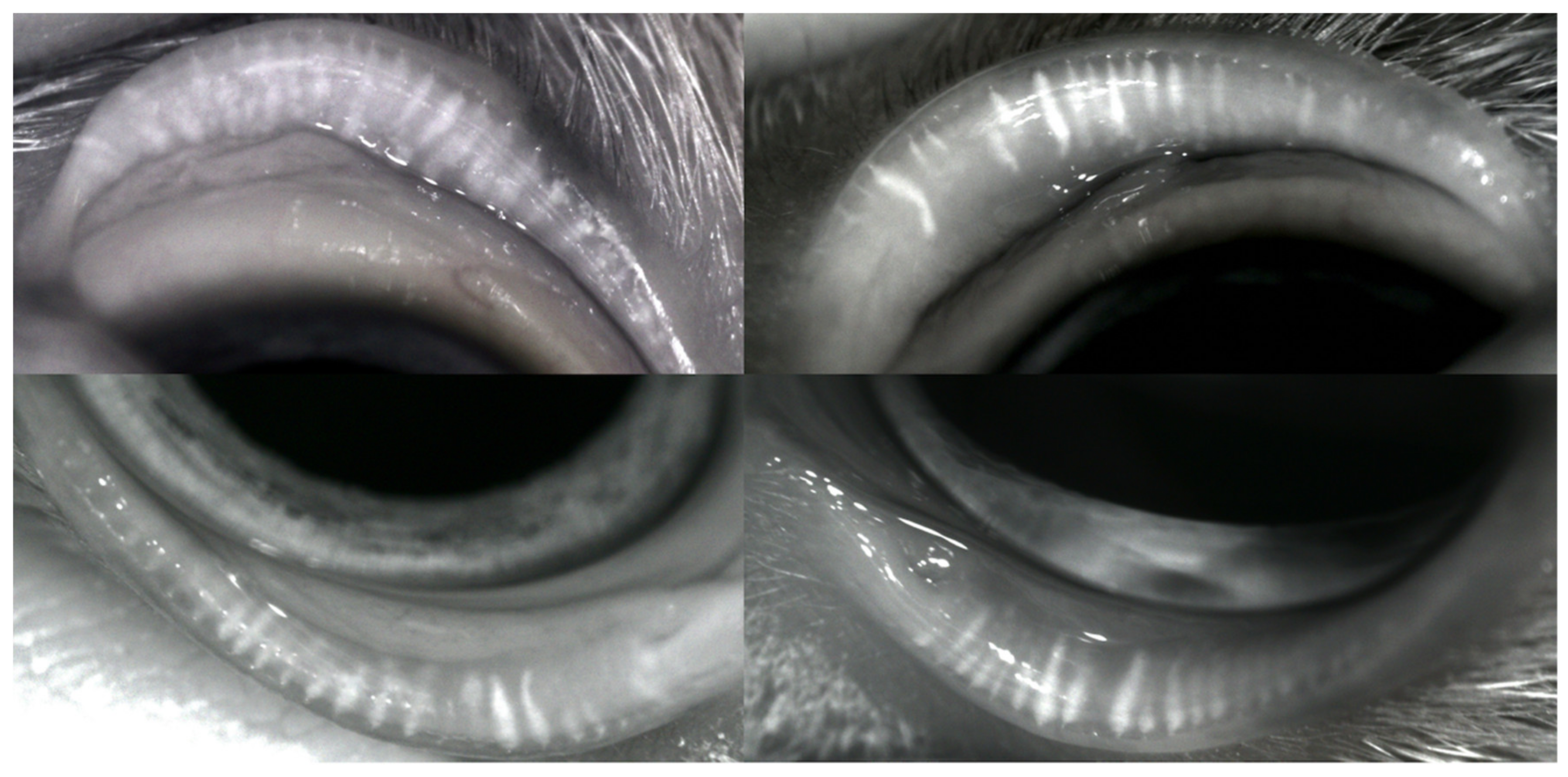 Vetsci 07 00037 g003