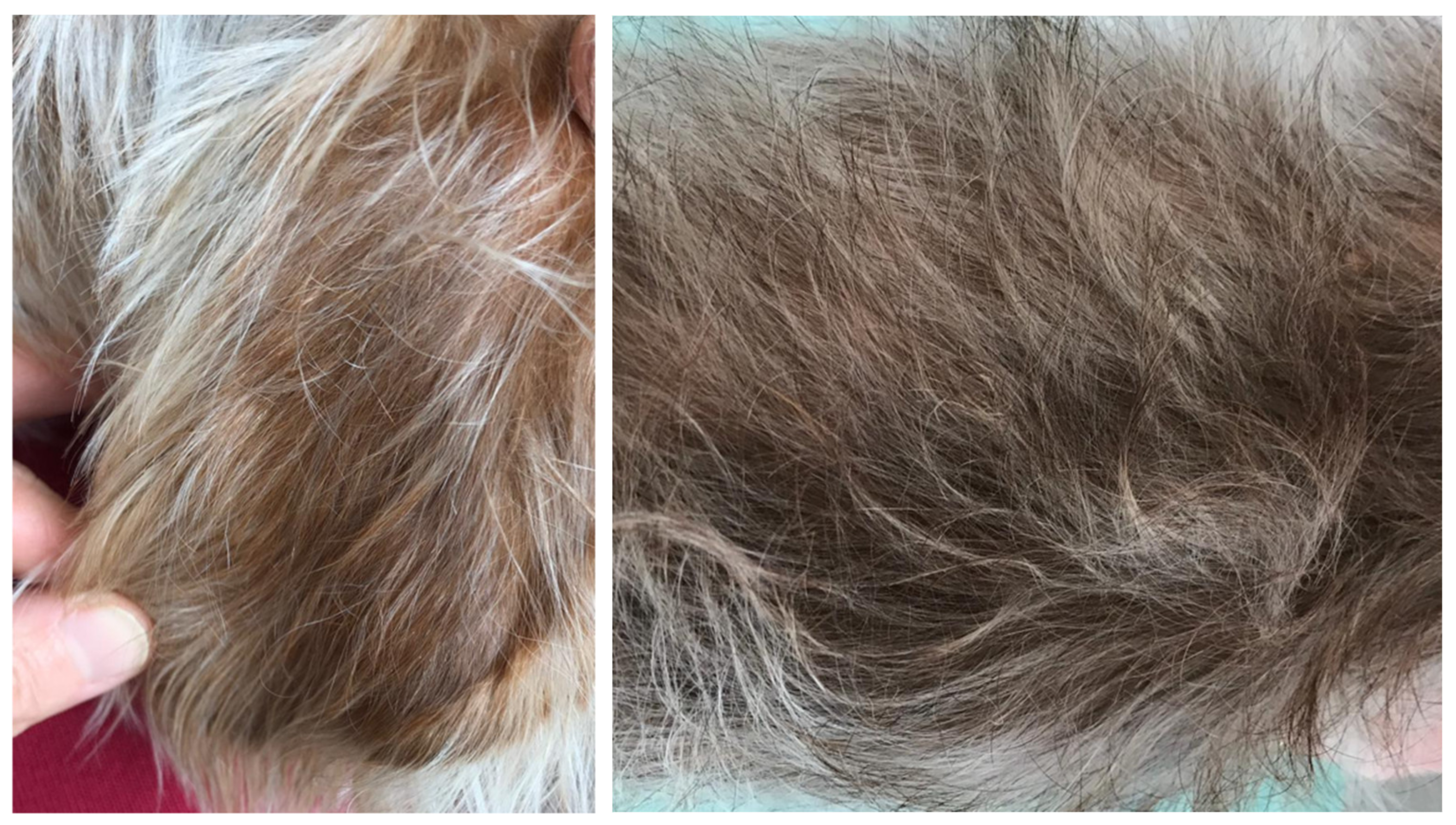 Vetsci 07 00037 g004