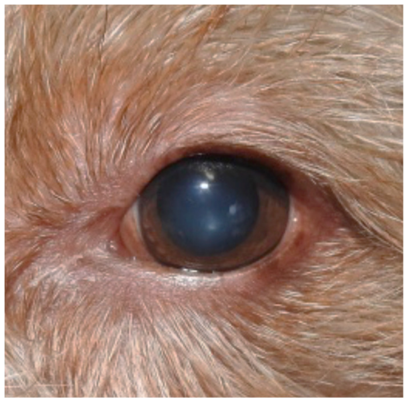 Vetsci 07 00037 g005