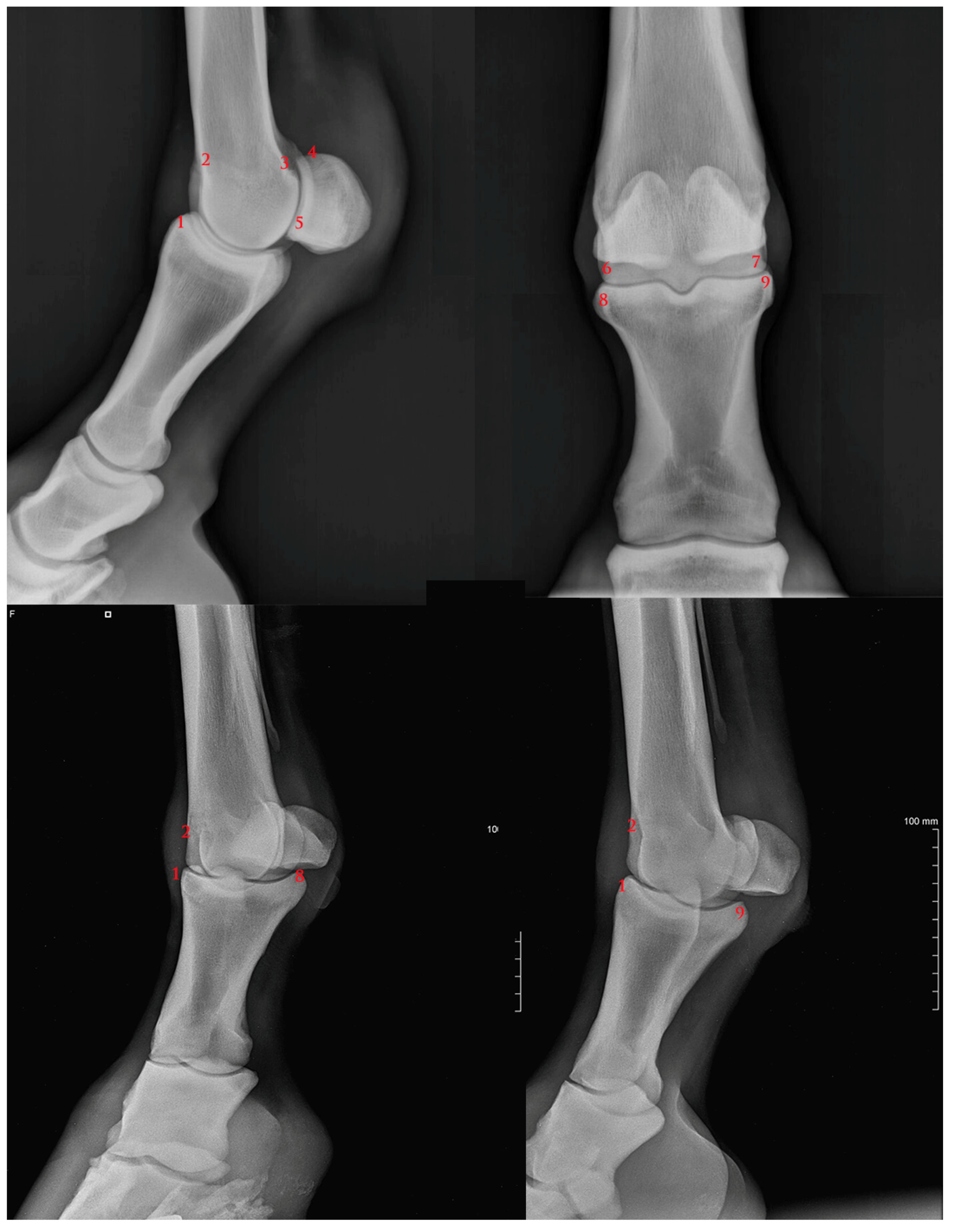 Vetsci 07 00039 g001