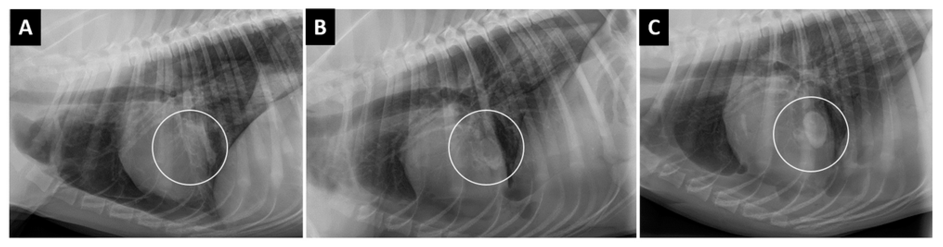 Vetsci 07 00041 g009