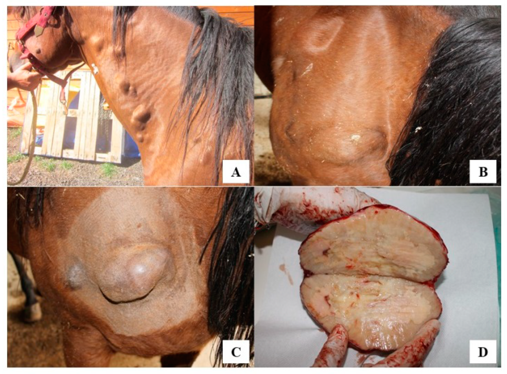 Vetsci 07 00047 g001