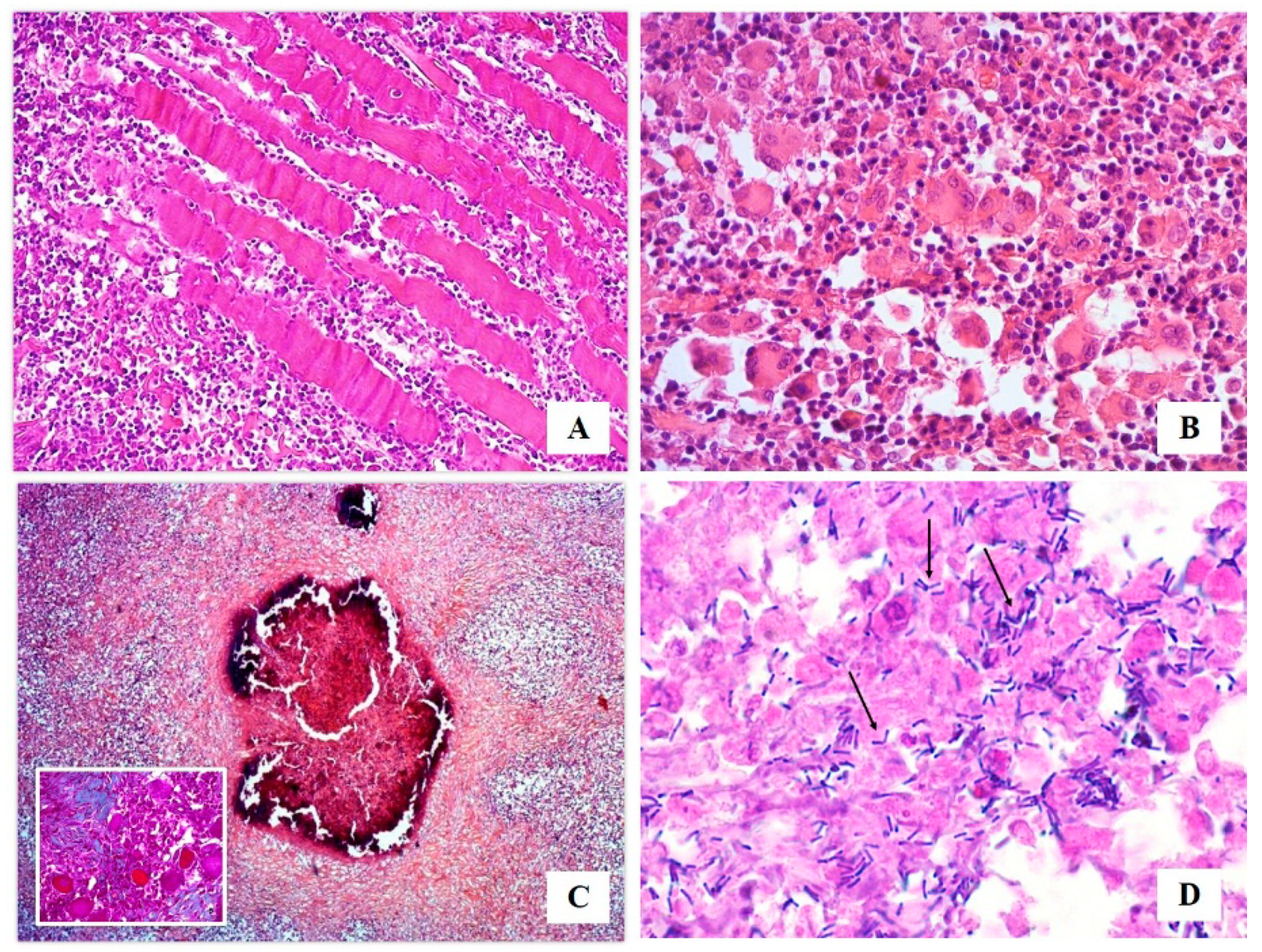 Vetsci 07 00047 g002