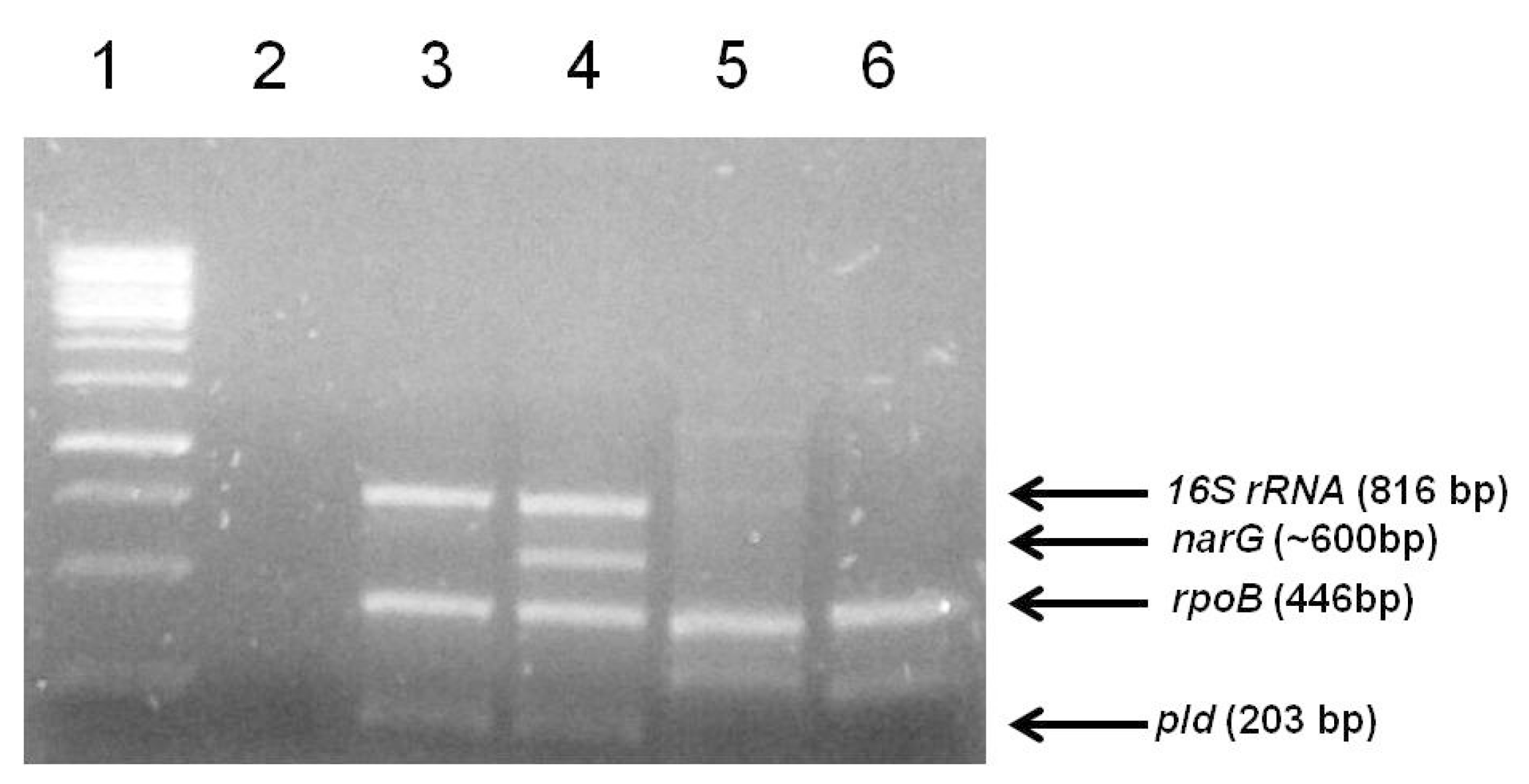 Vetsci 07 00047 g004