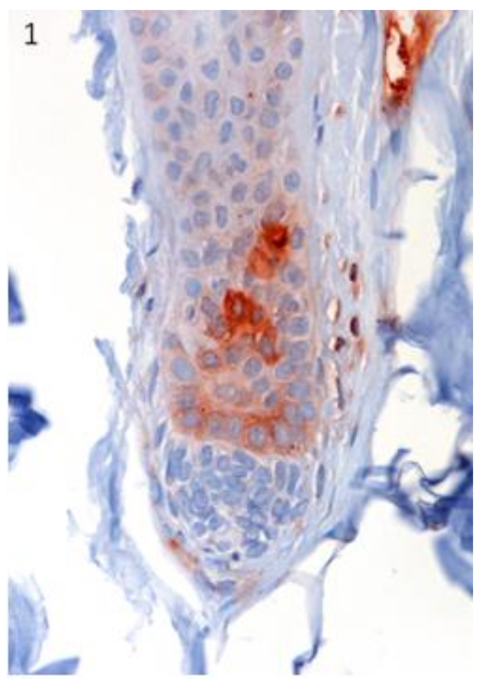 Vetsci 07 00062 g001 Vetsci 07 00062 g001