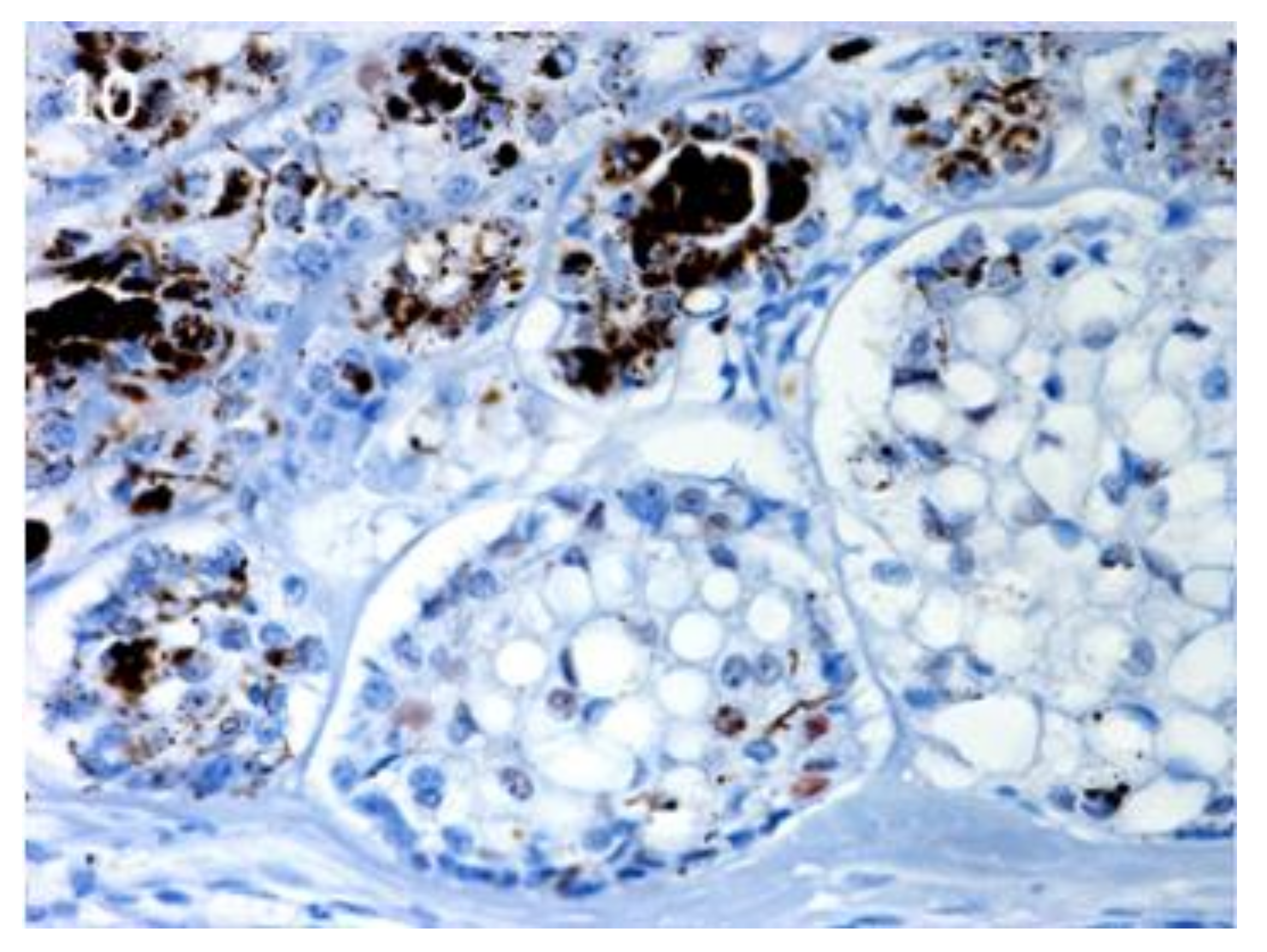 Vetsci 07 00062 g010 Vetsci 07 00062 g010