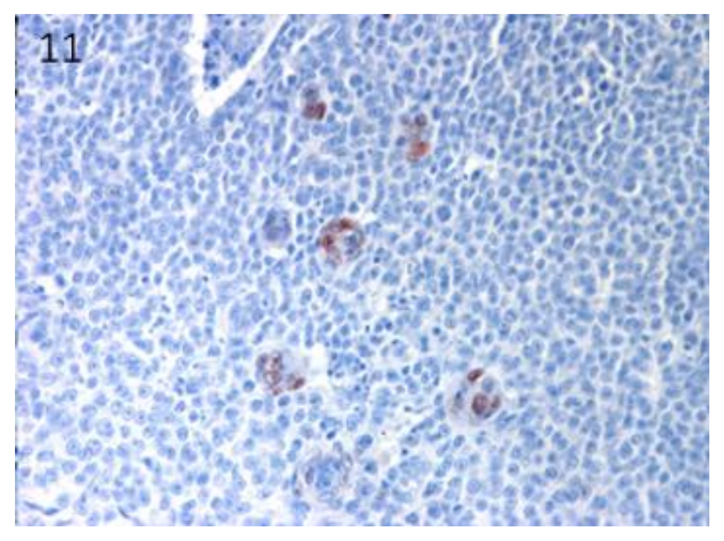 Vetsci 07 00062 g011 Vetsci 07 00062 g011