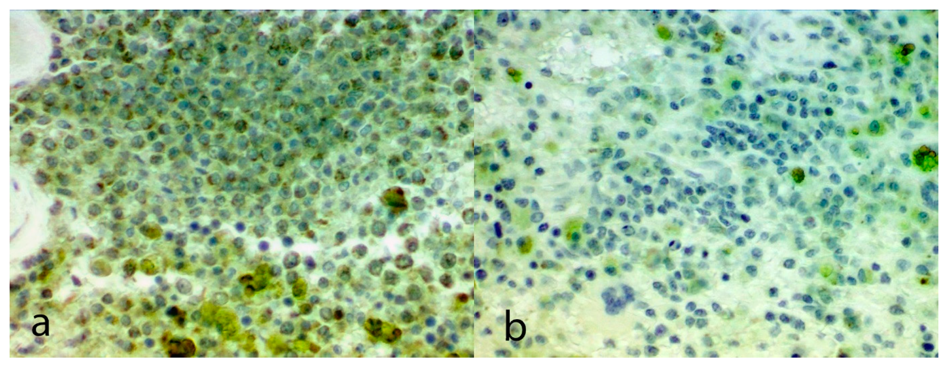 Vetsci 07 00067 g001