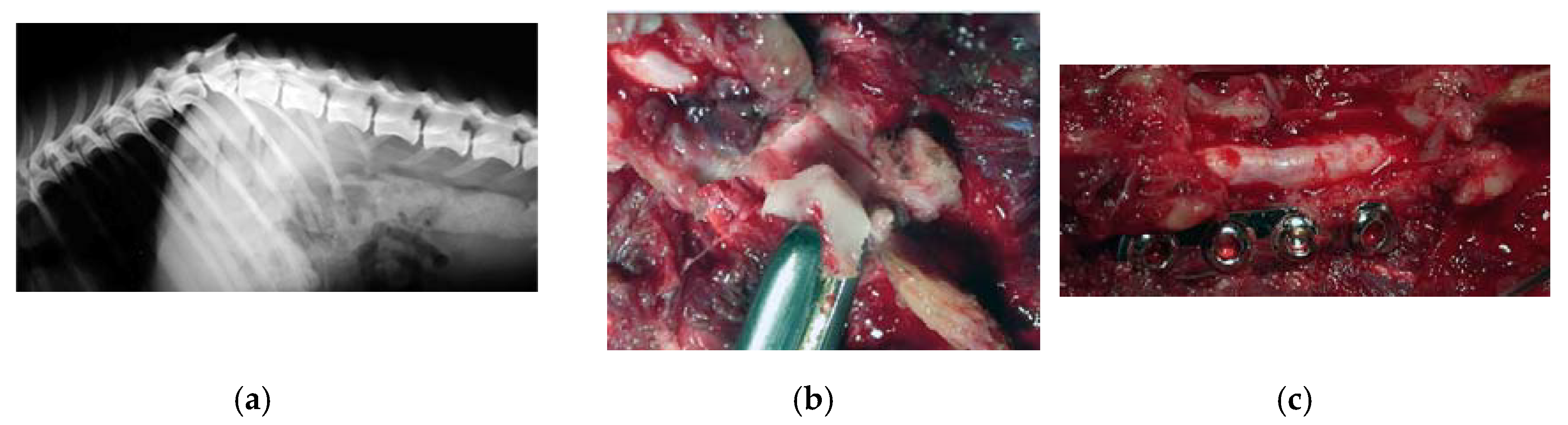 Vetsci 07 00068 g005