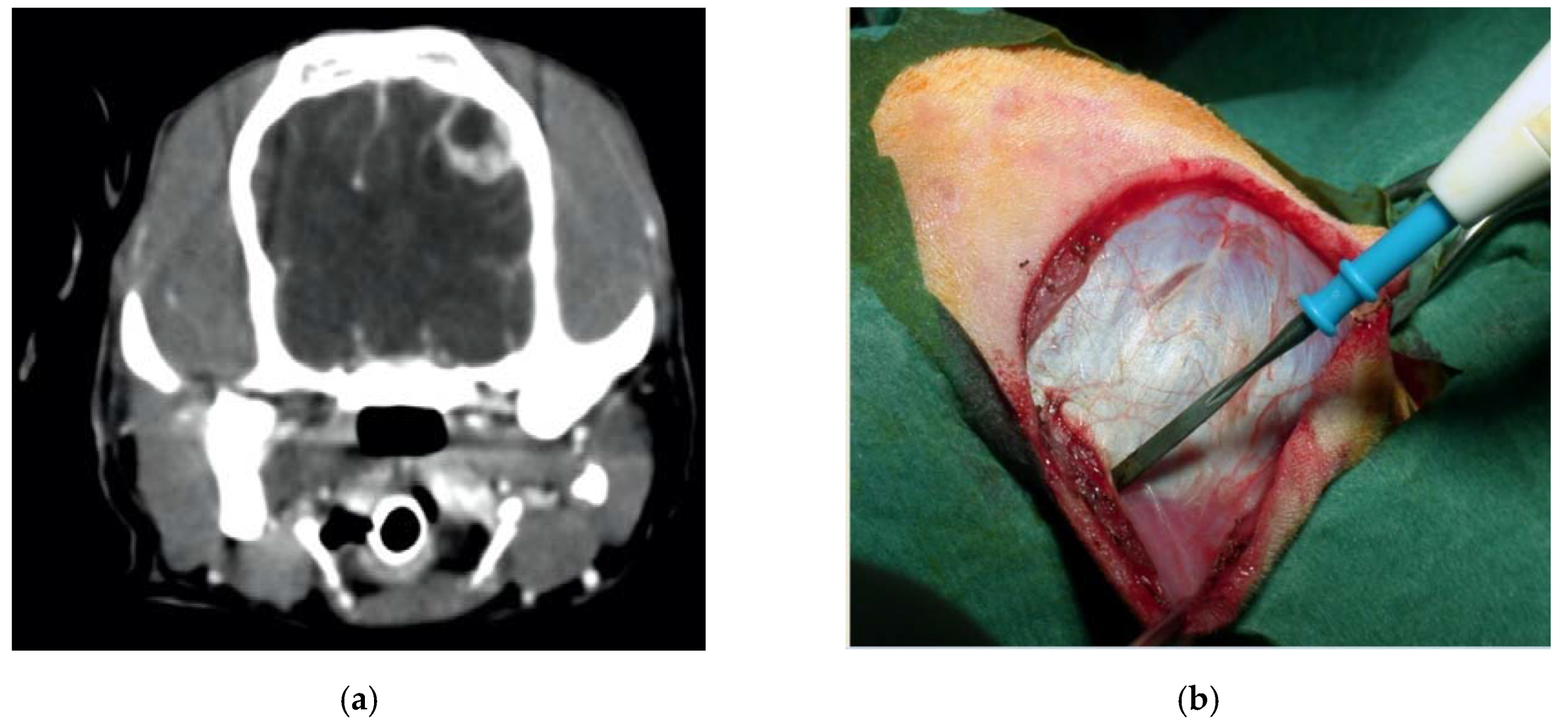 Vetsci 07 00068 g006a