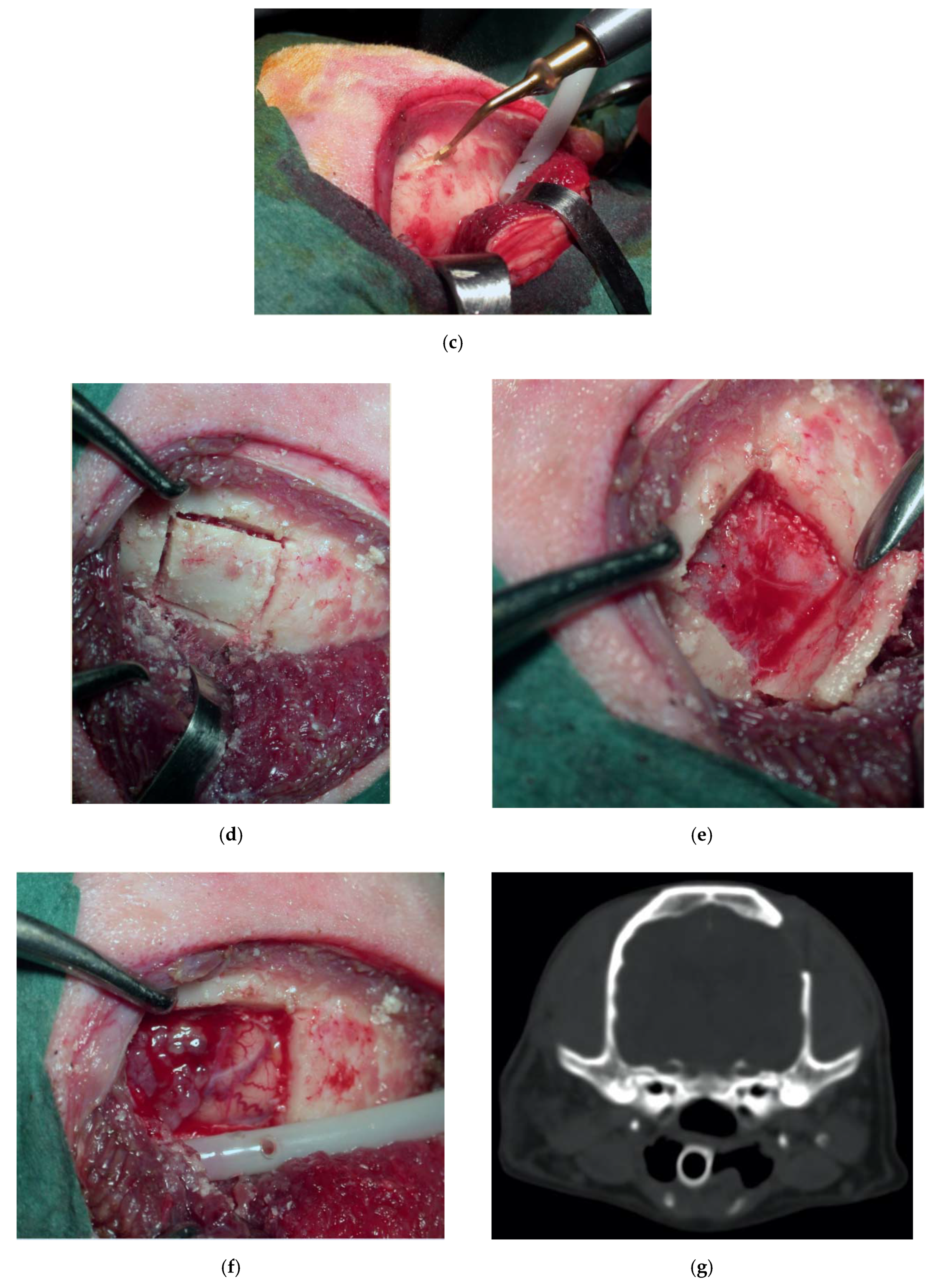 Vetsci 07 00068 g006b