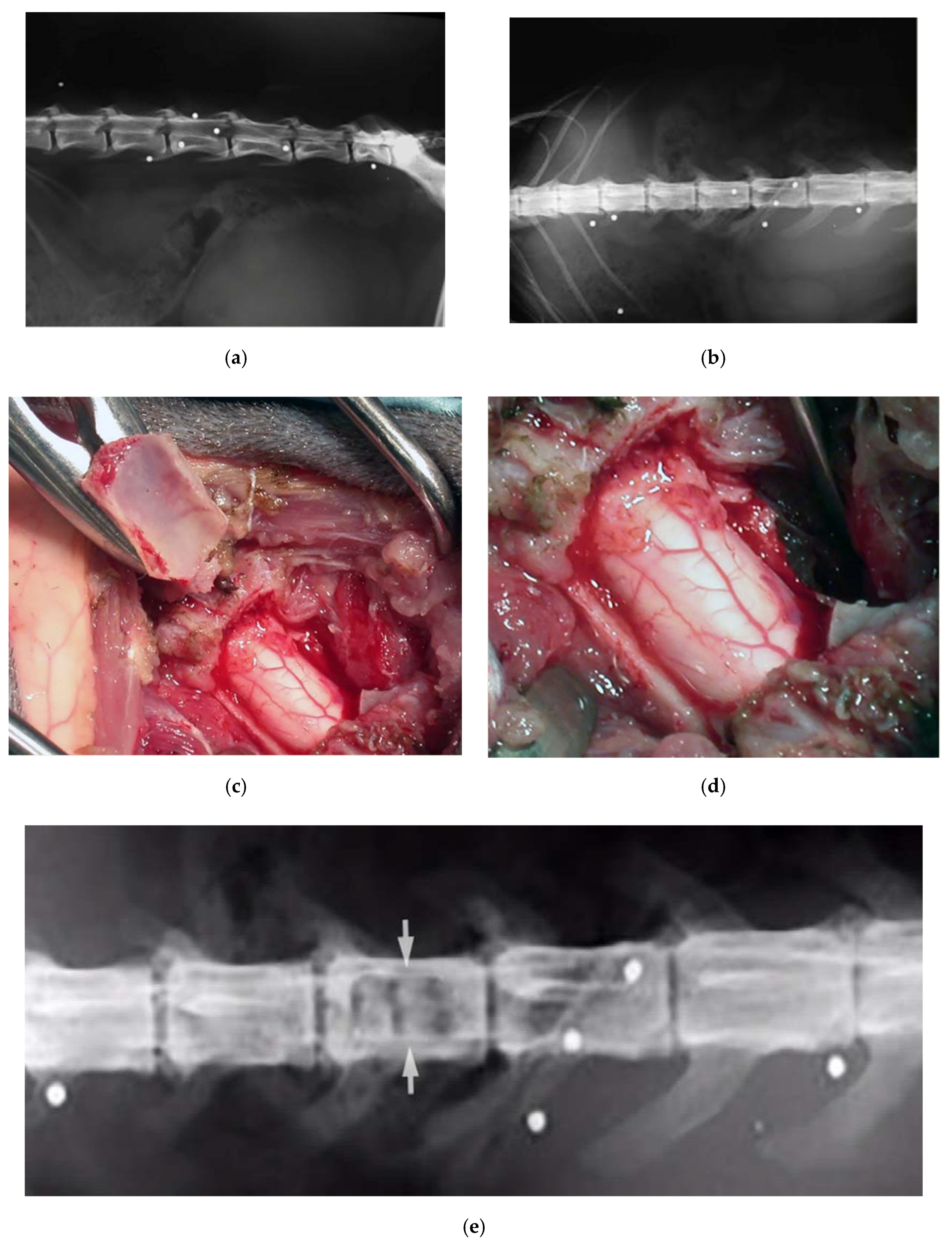Vetsci 07 00068 g008