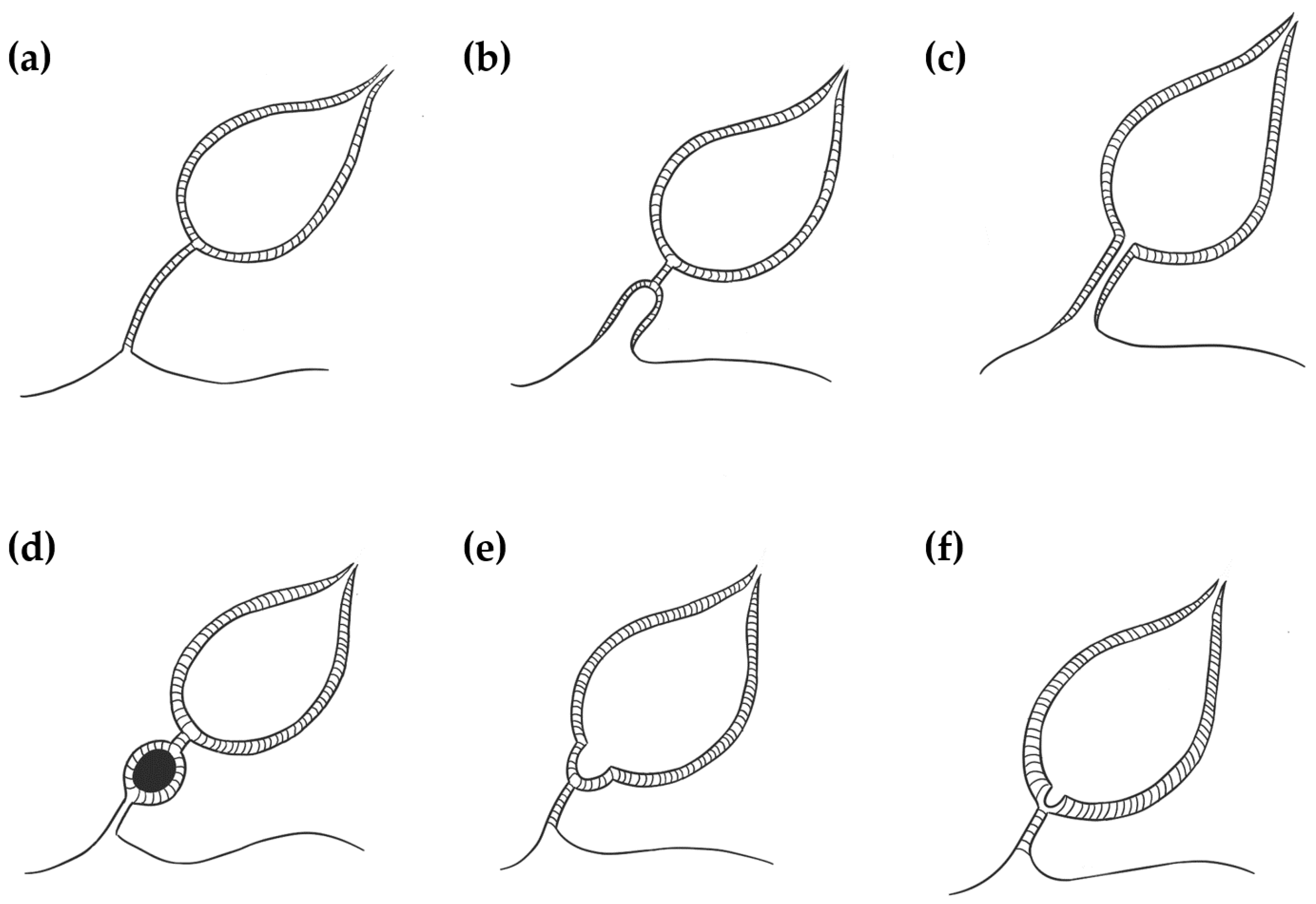 Vetsci 07 00084 g001