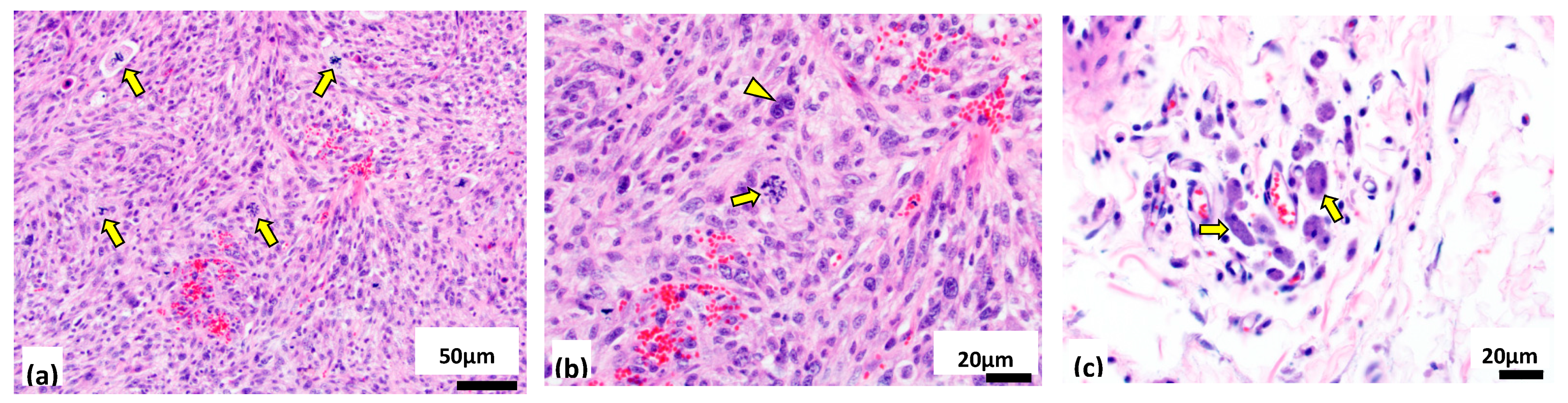 Vetsci 07 00088 g003