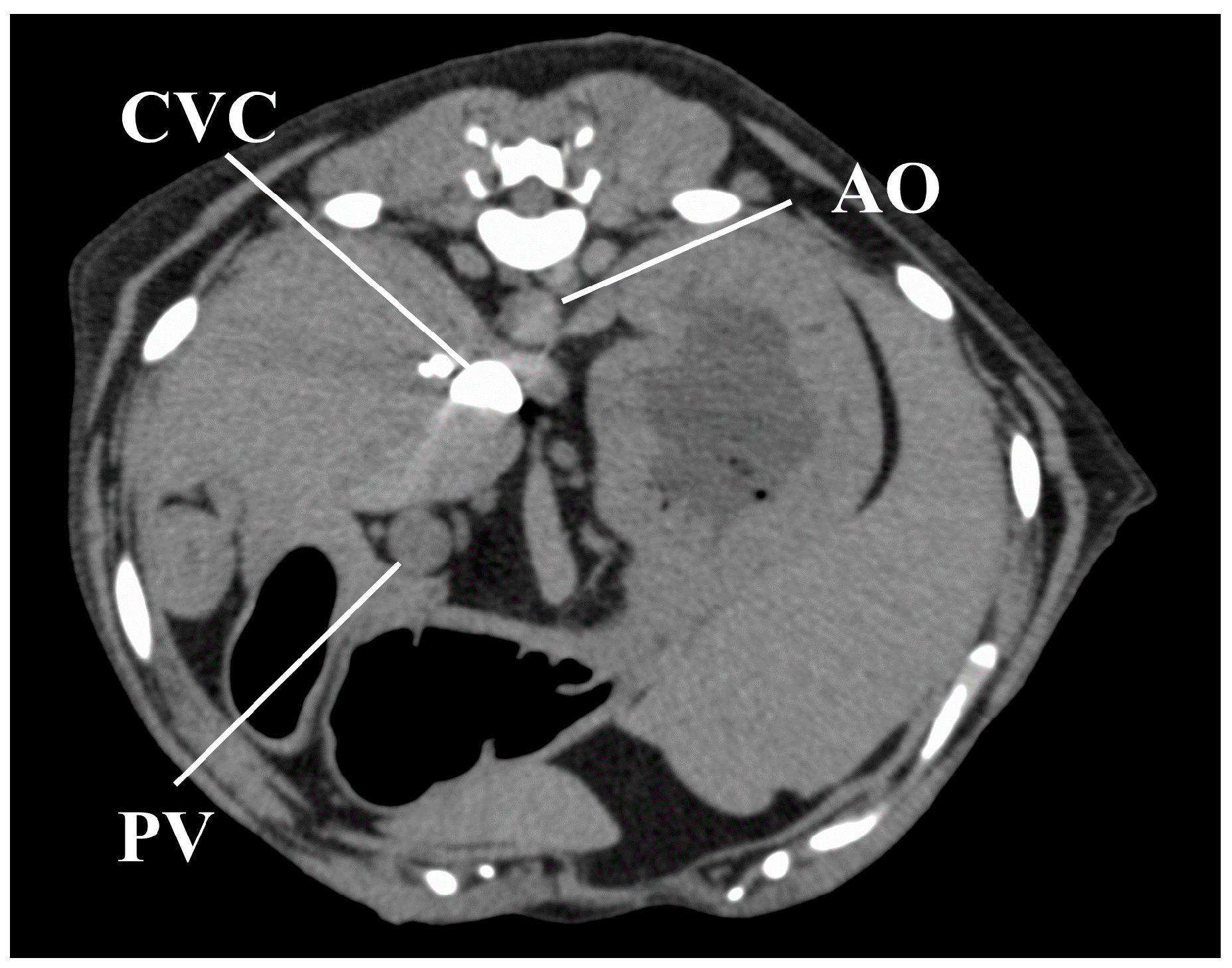 Vetsci 07 00091 g005