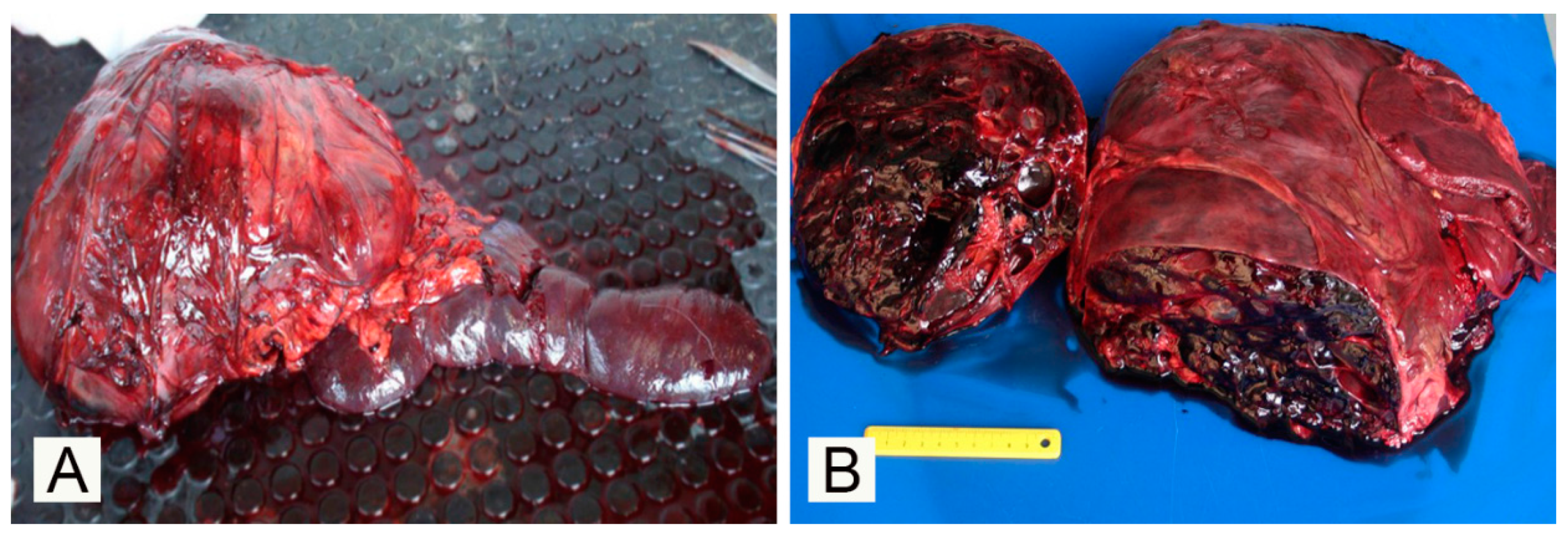 Vetsci 07 00102 g001