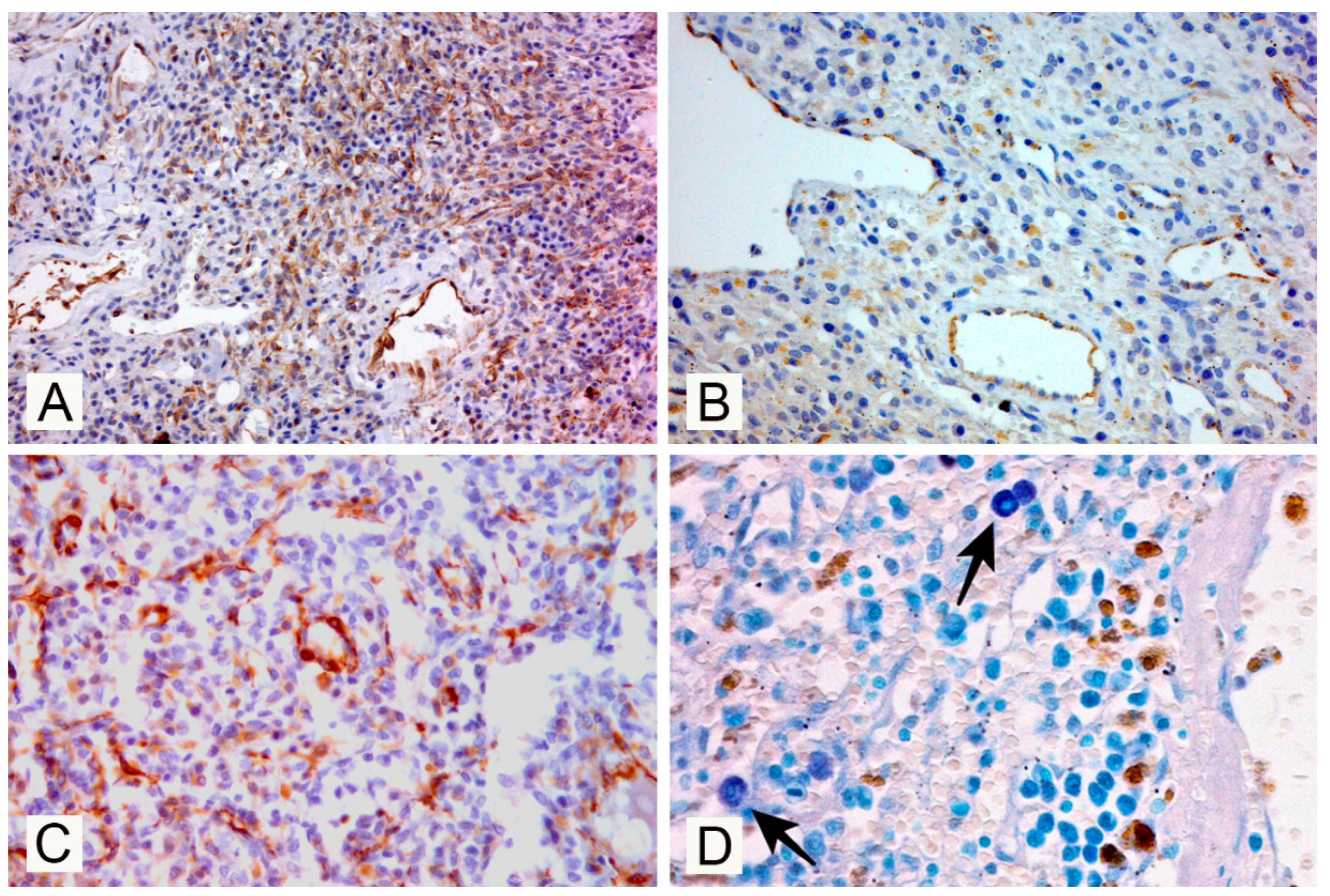 Vetsci 07 00102 g003