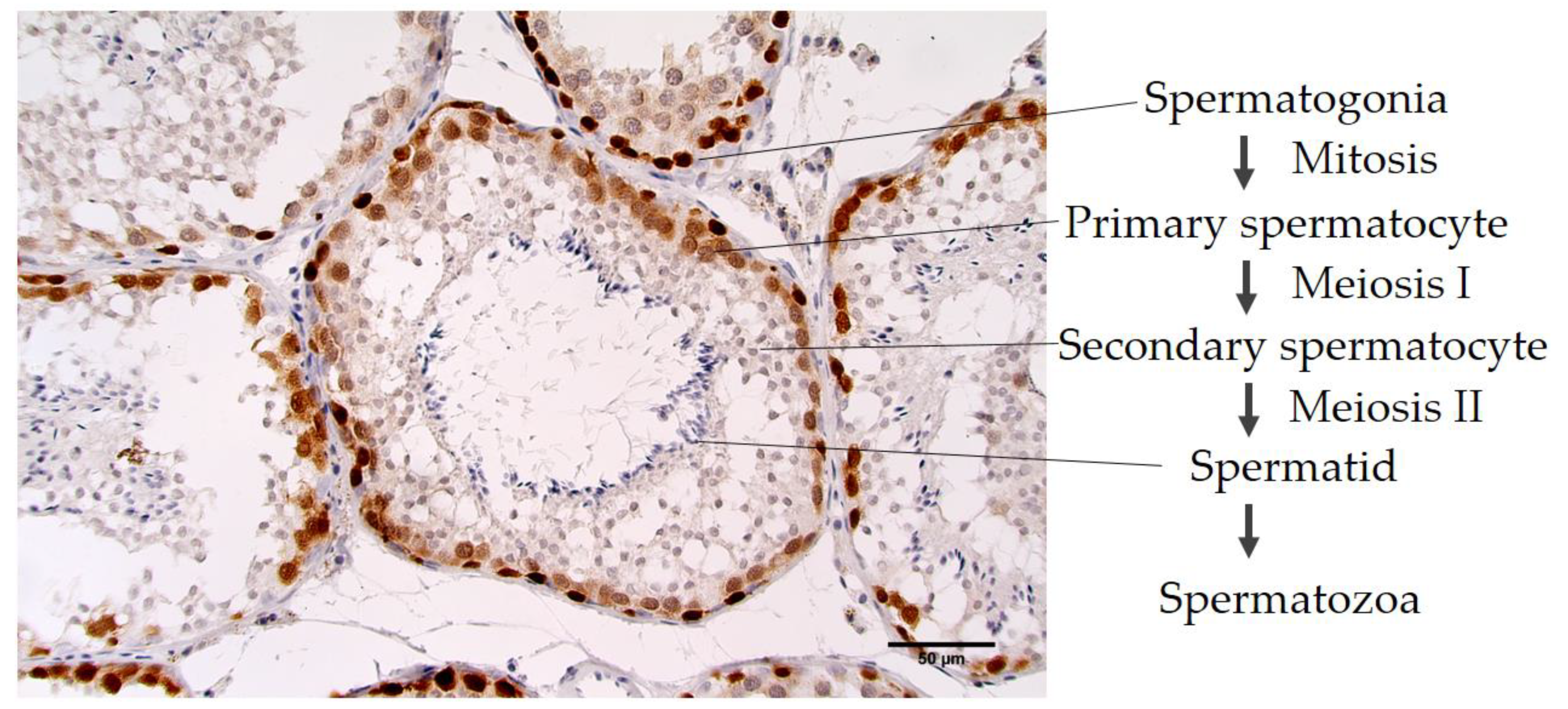 Vetsci 07 00109 g002 Vetsci 07 00109 g002