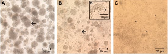 Vetsci 07 00115 g006