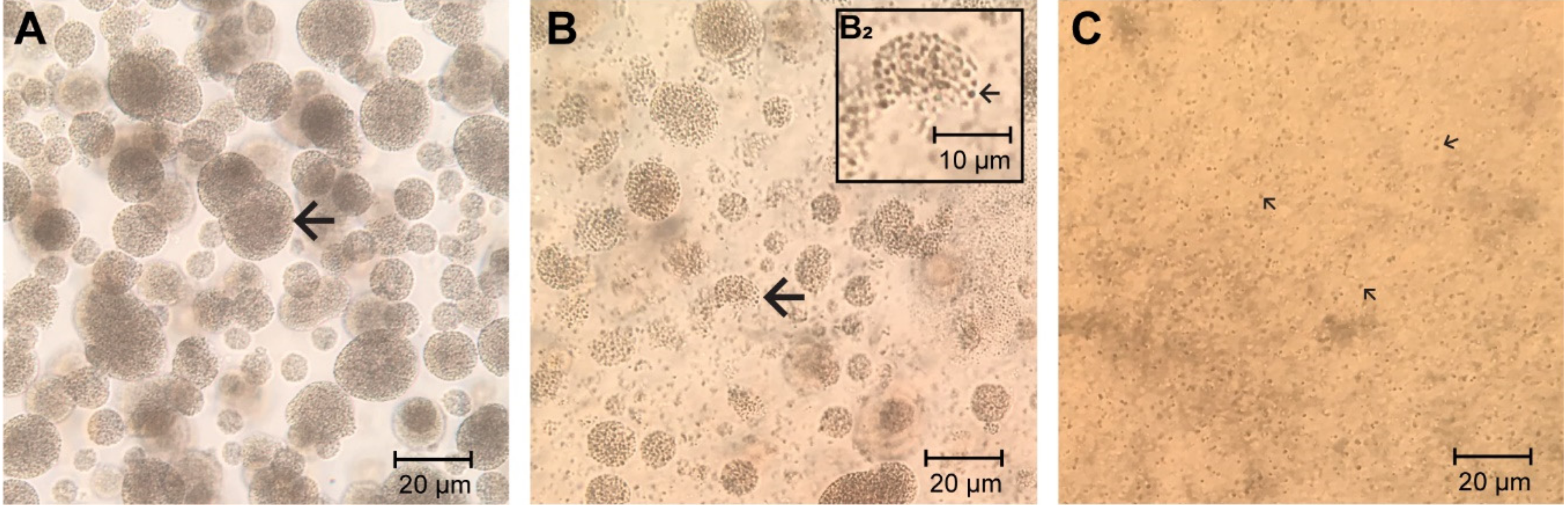 Vetsci 07 00115 g006
