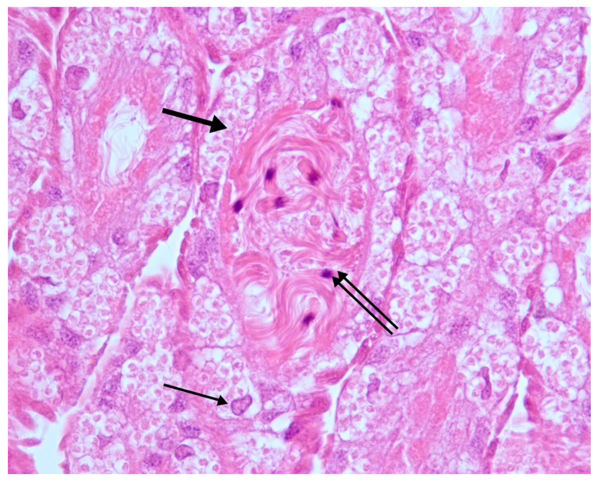 Vetsci 07 00124 g001 Vetsci 07 00124 g001