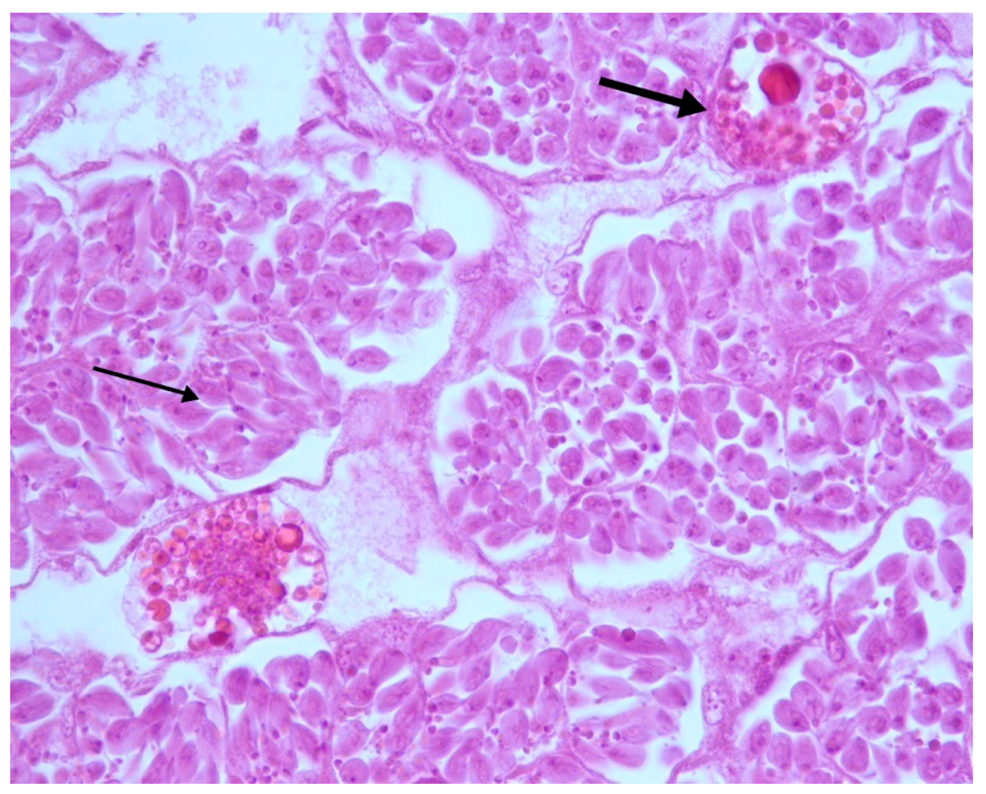 Vetsci 07 00124 g003 Vetsci 07 00124 g003