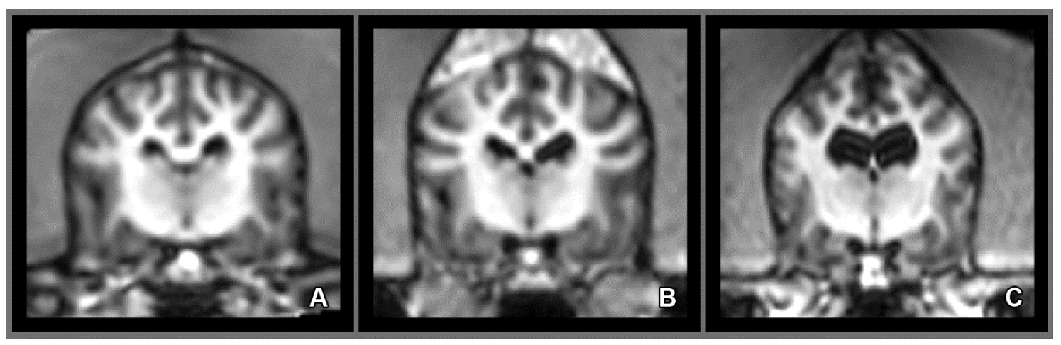 Vetsci 07 00127 g006 Vetsci 07 00127 g006