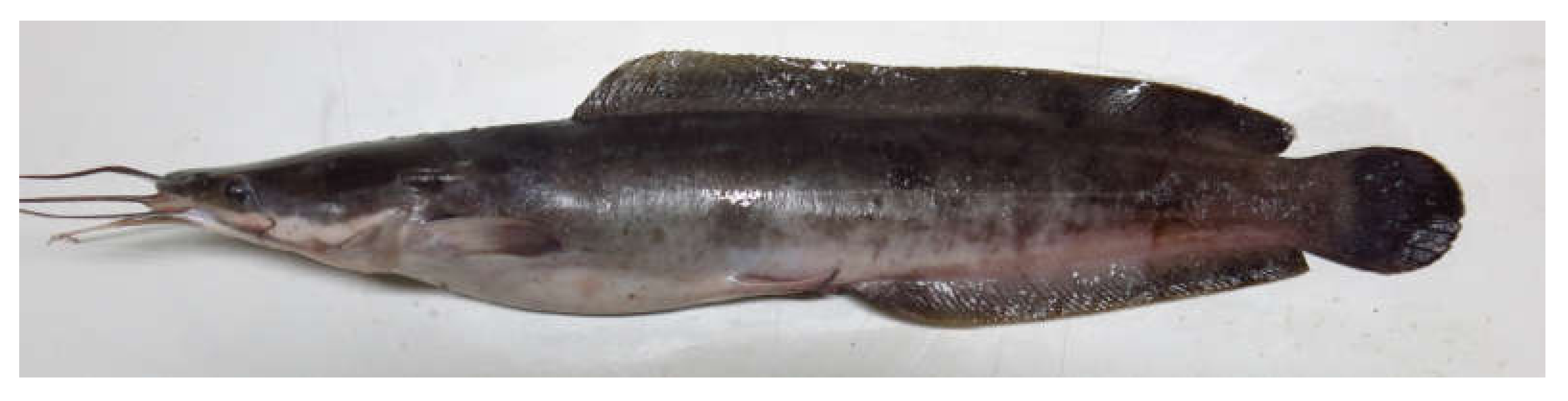 Vetsci 07 00133 g001