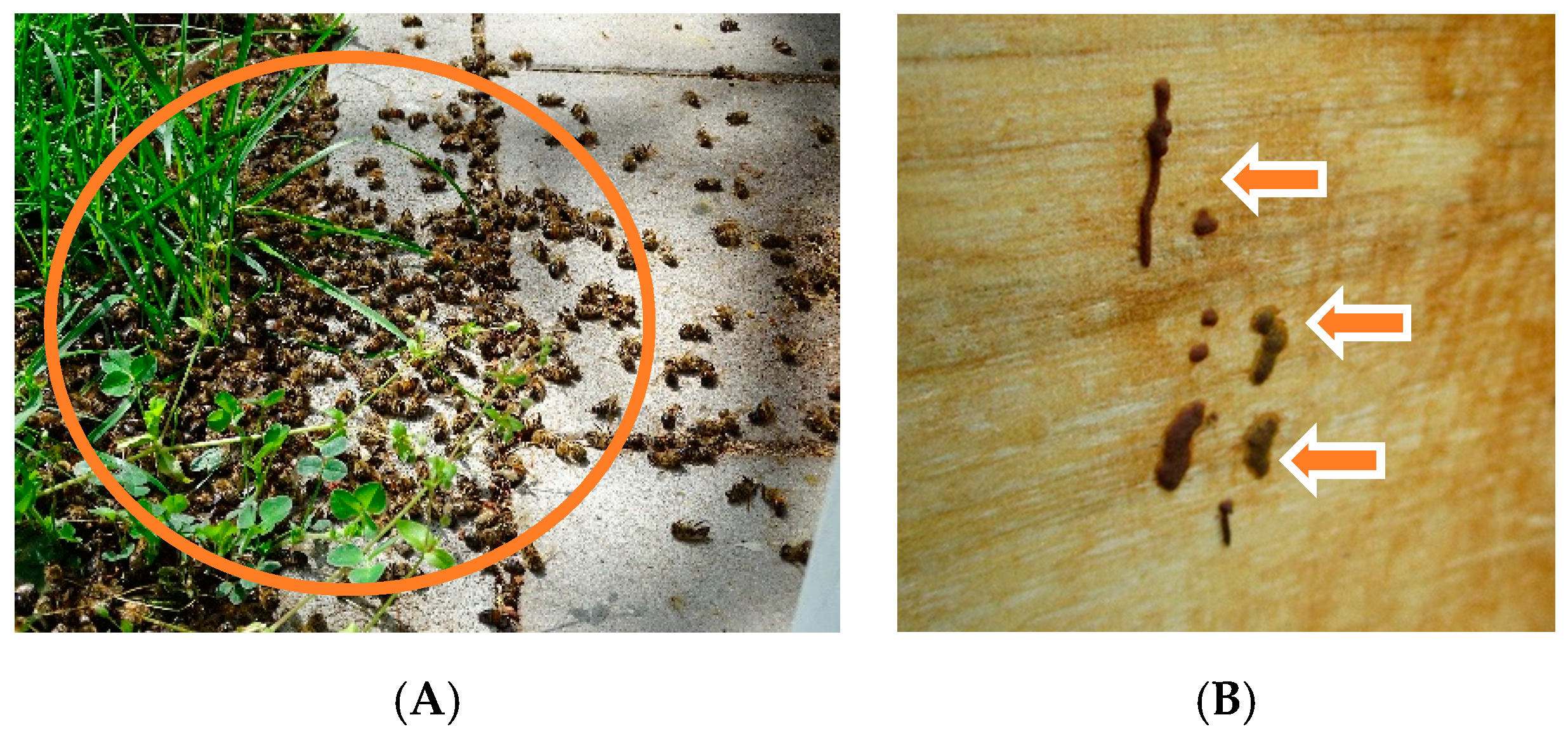 Vetsci 07 00142 g002