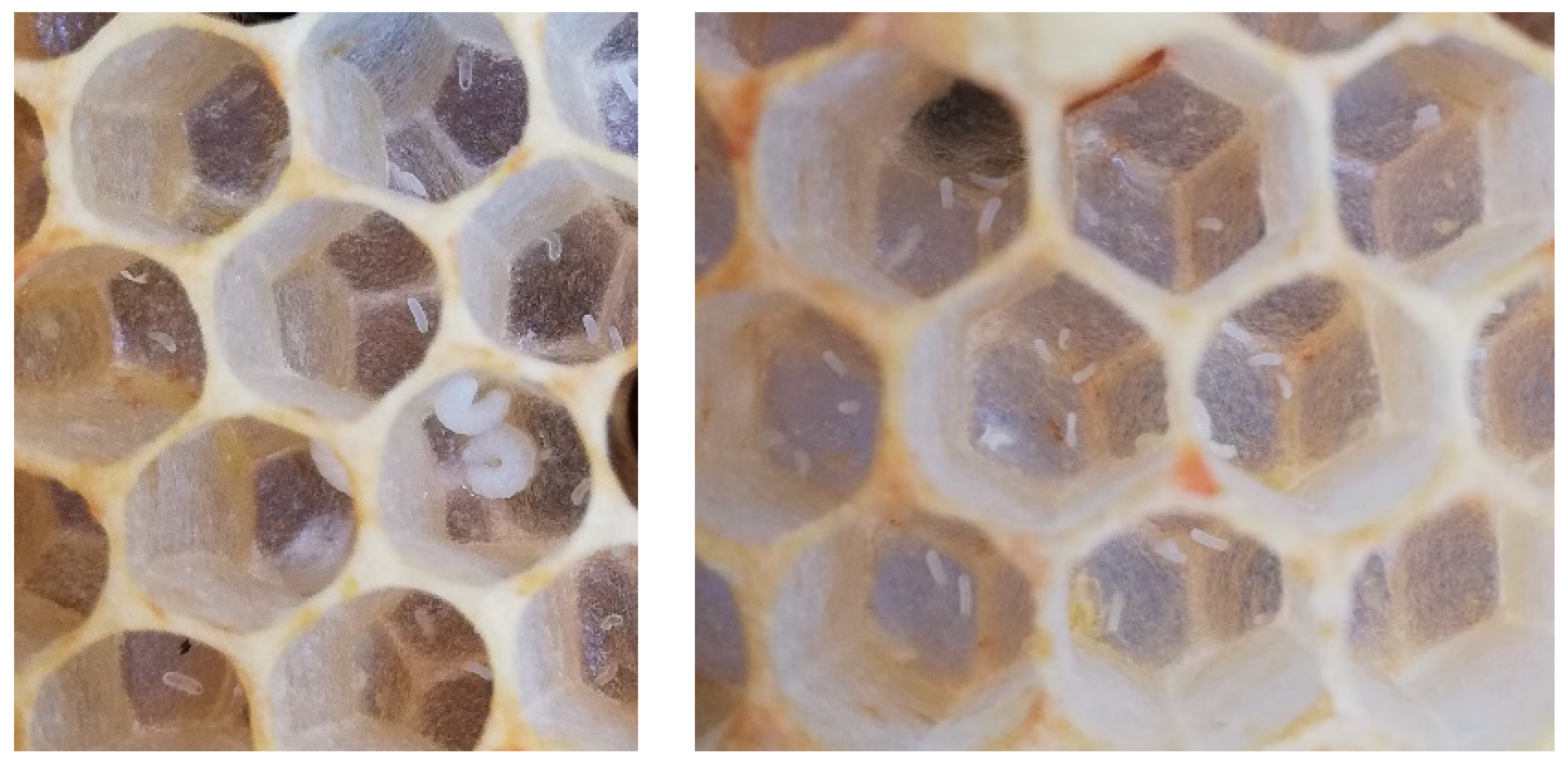 Vetsci 07 00142 g004