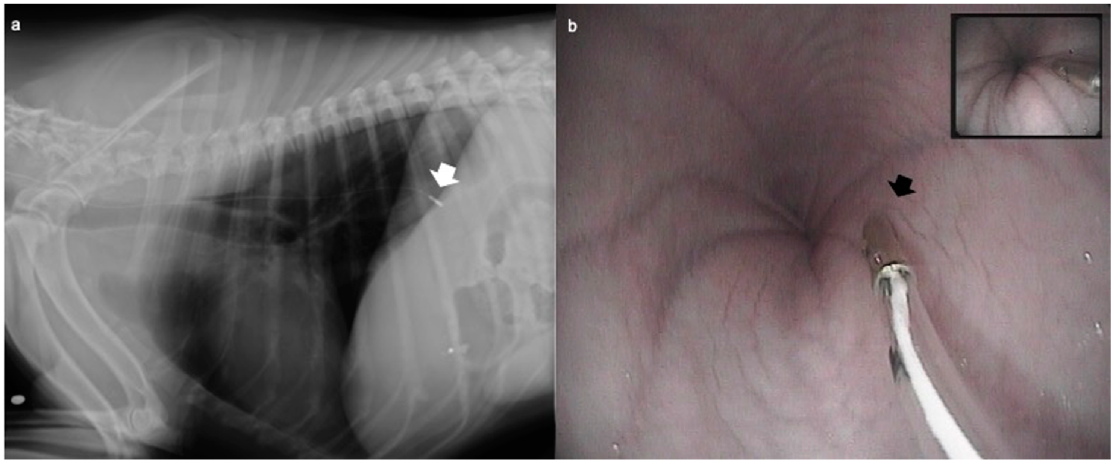 Vetsci 07 00144 g001