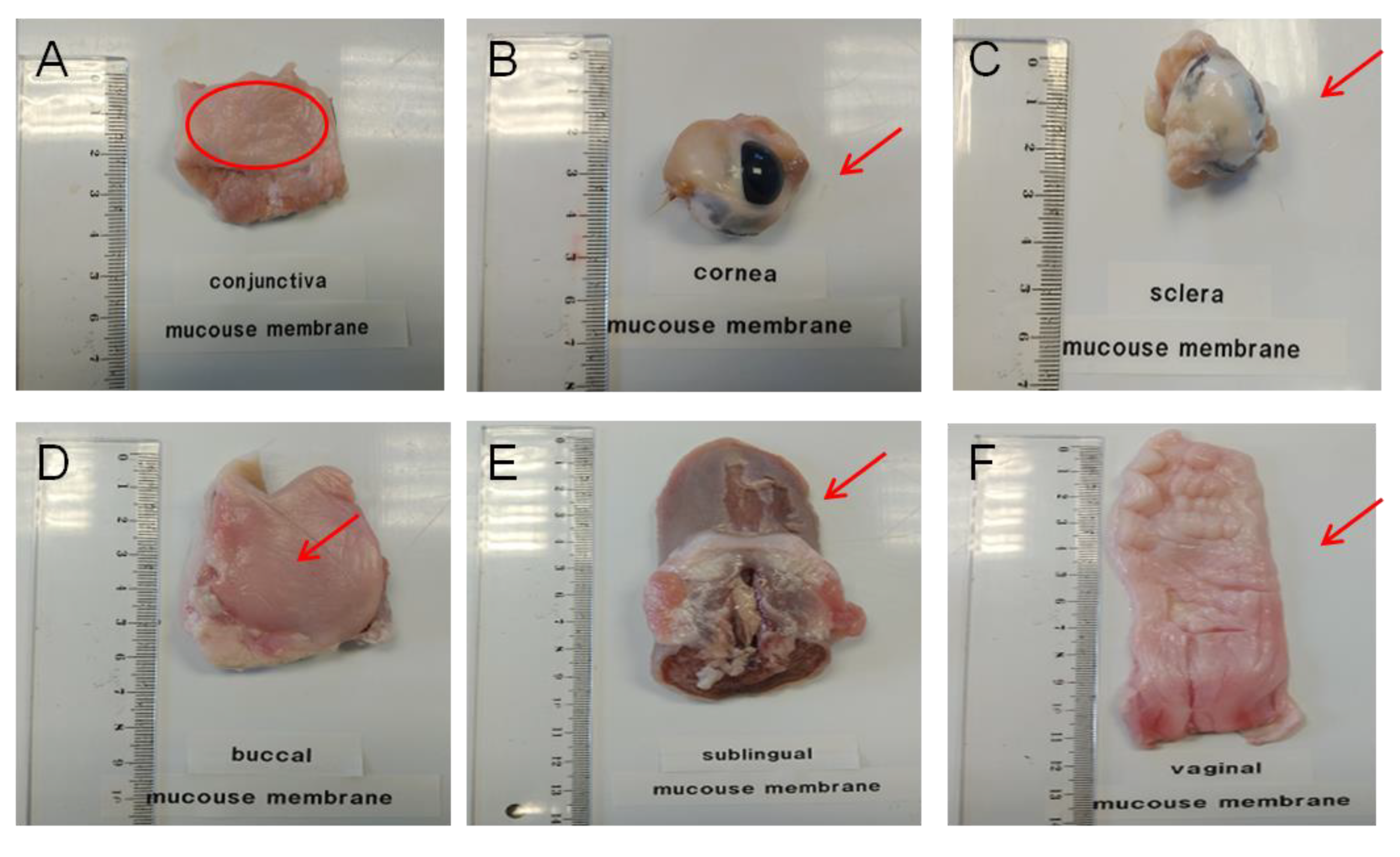 Vetsci 07 00152 g001 Vetsci 07 00152 g001