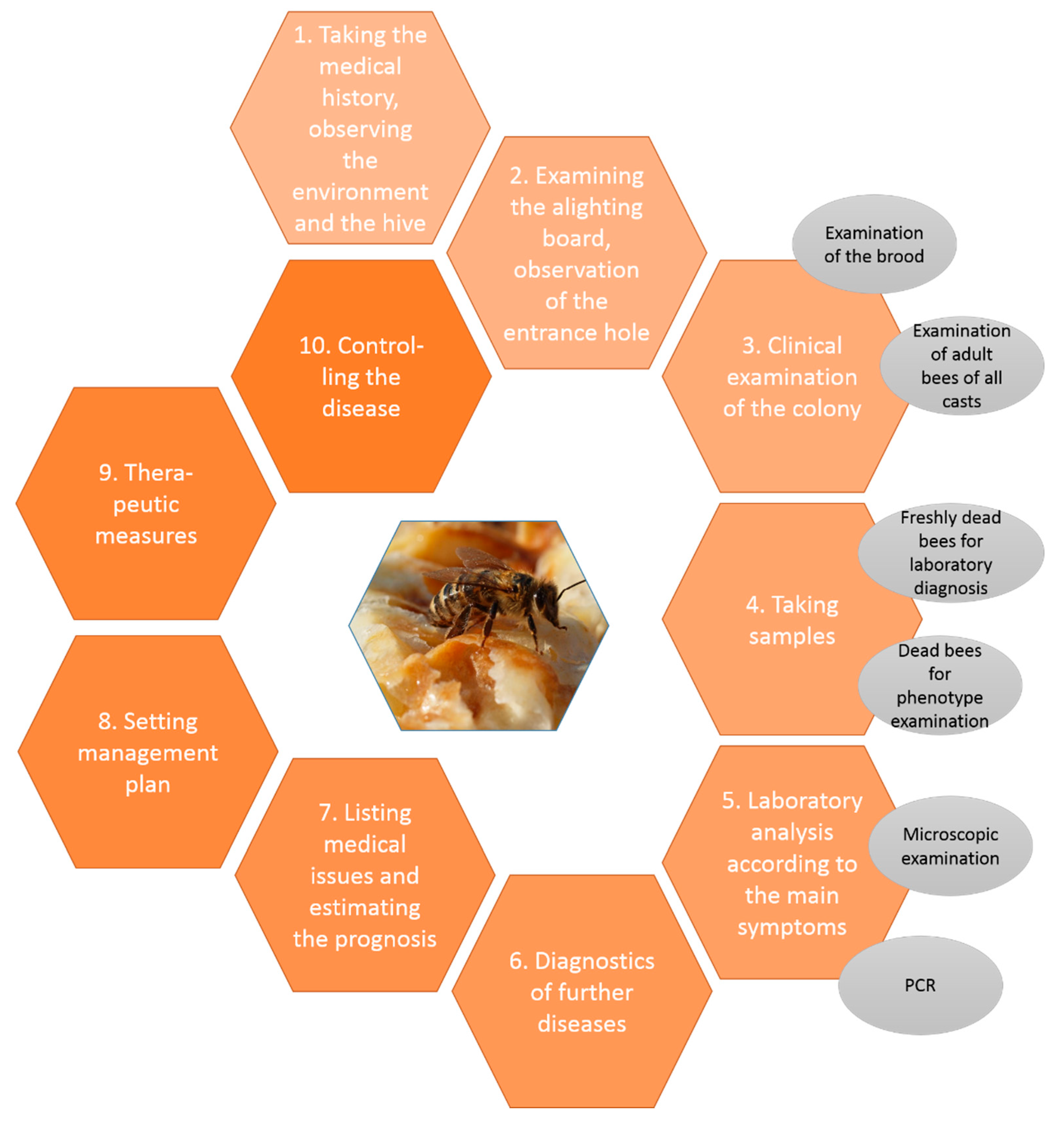 Vetsci 07 00159 g001