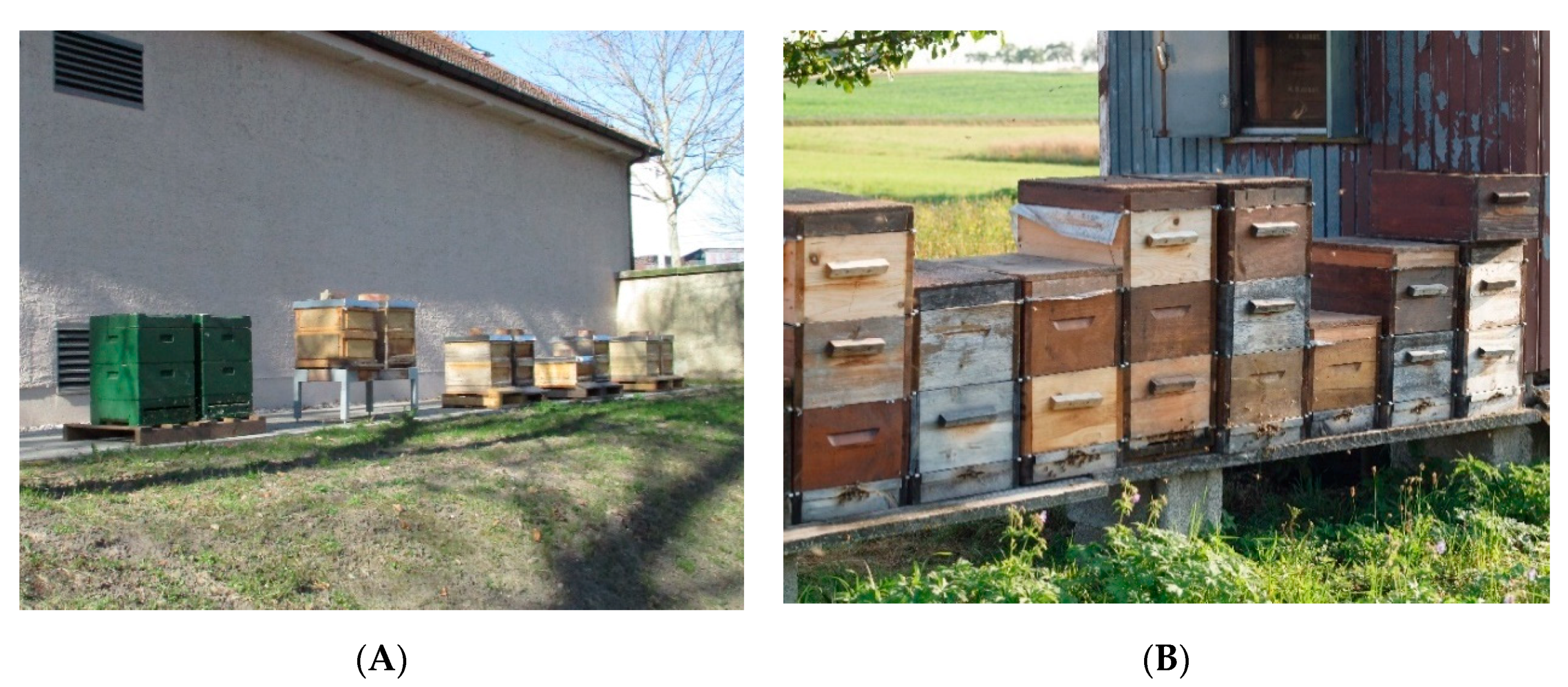 Vetsci 07 00159 g002