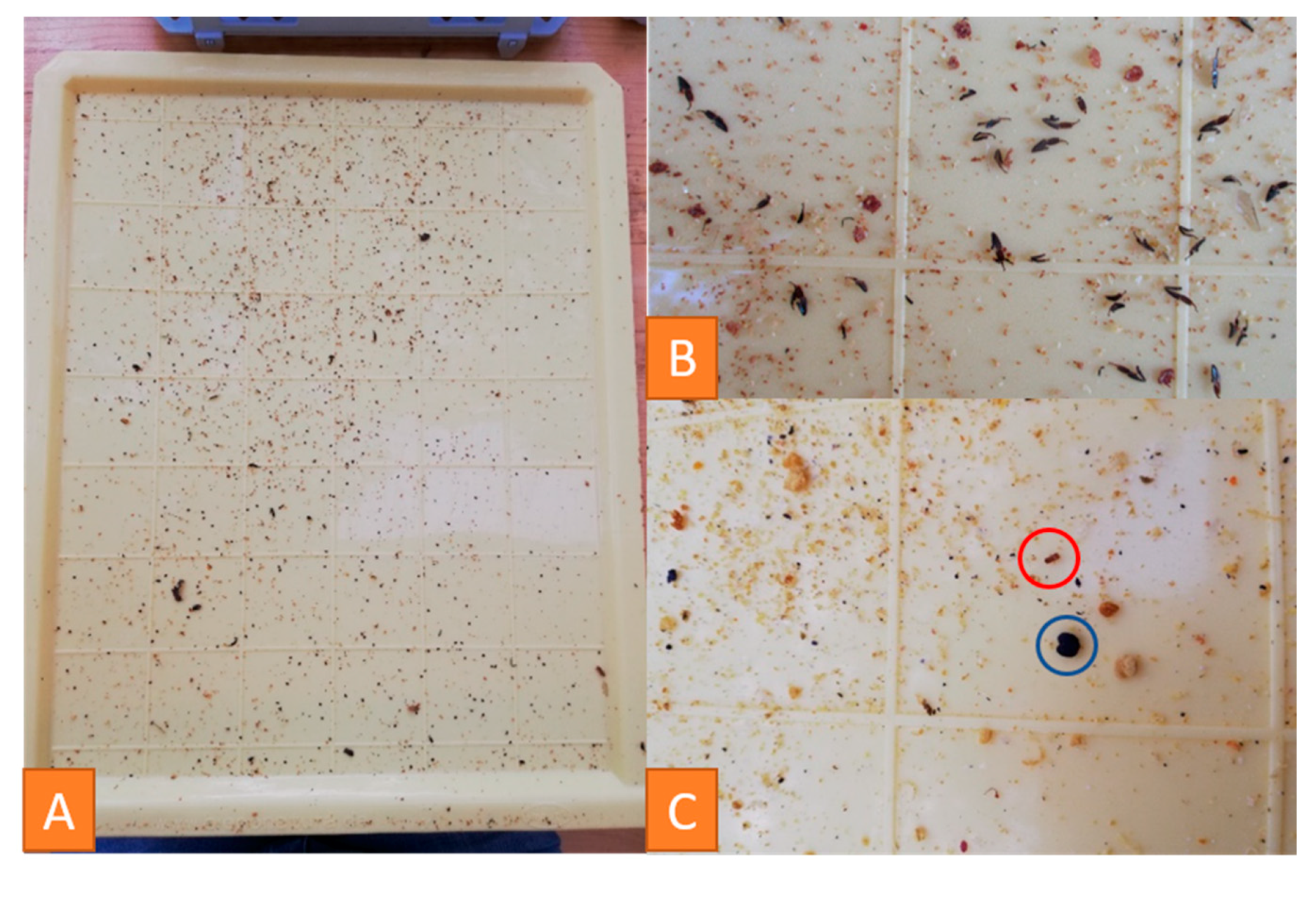 Vetsci 07 00159 g005