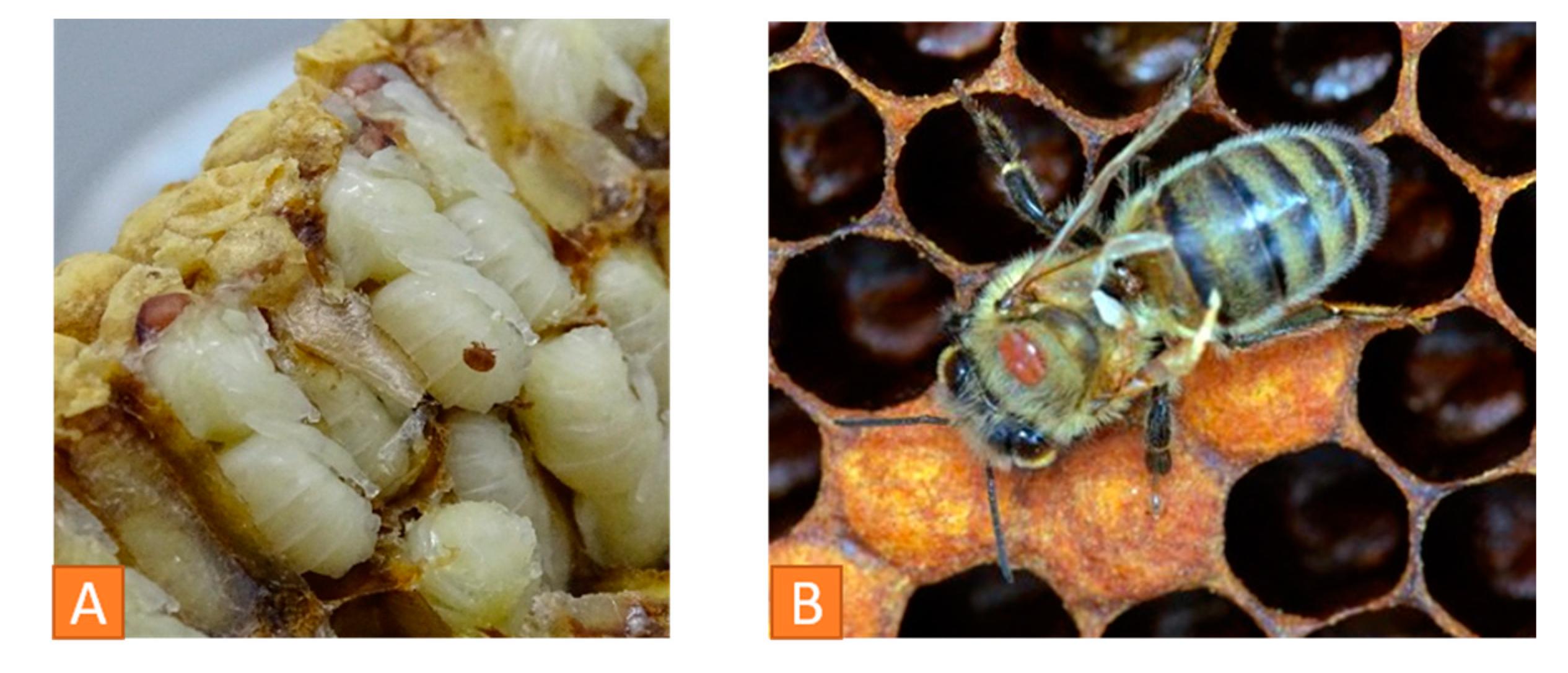 Vetsci 07 00159 g007