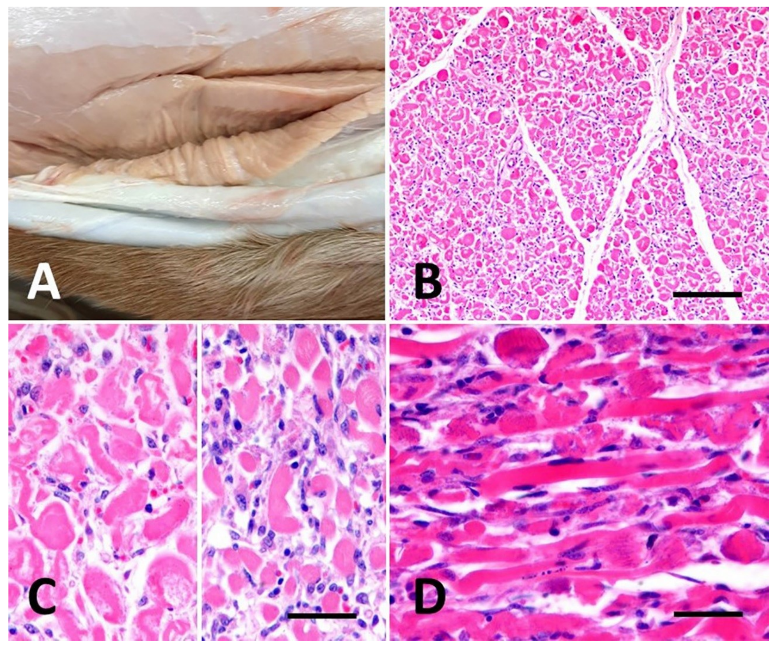 Vetsci 07 00160 g001 Vetsci 07 00160 g001