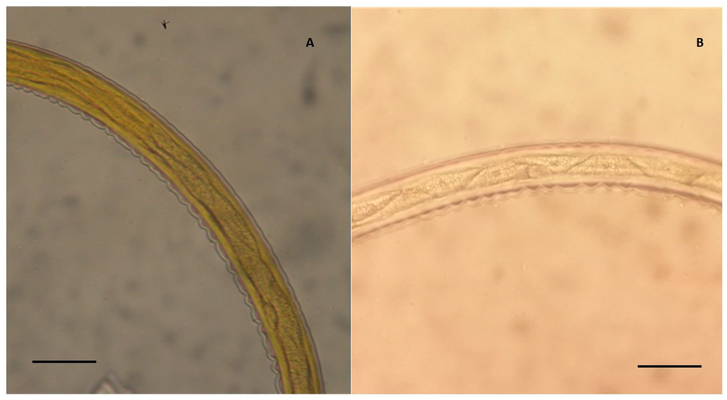 Vetsci 07 00195 g002