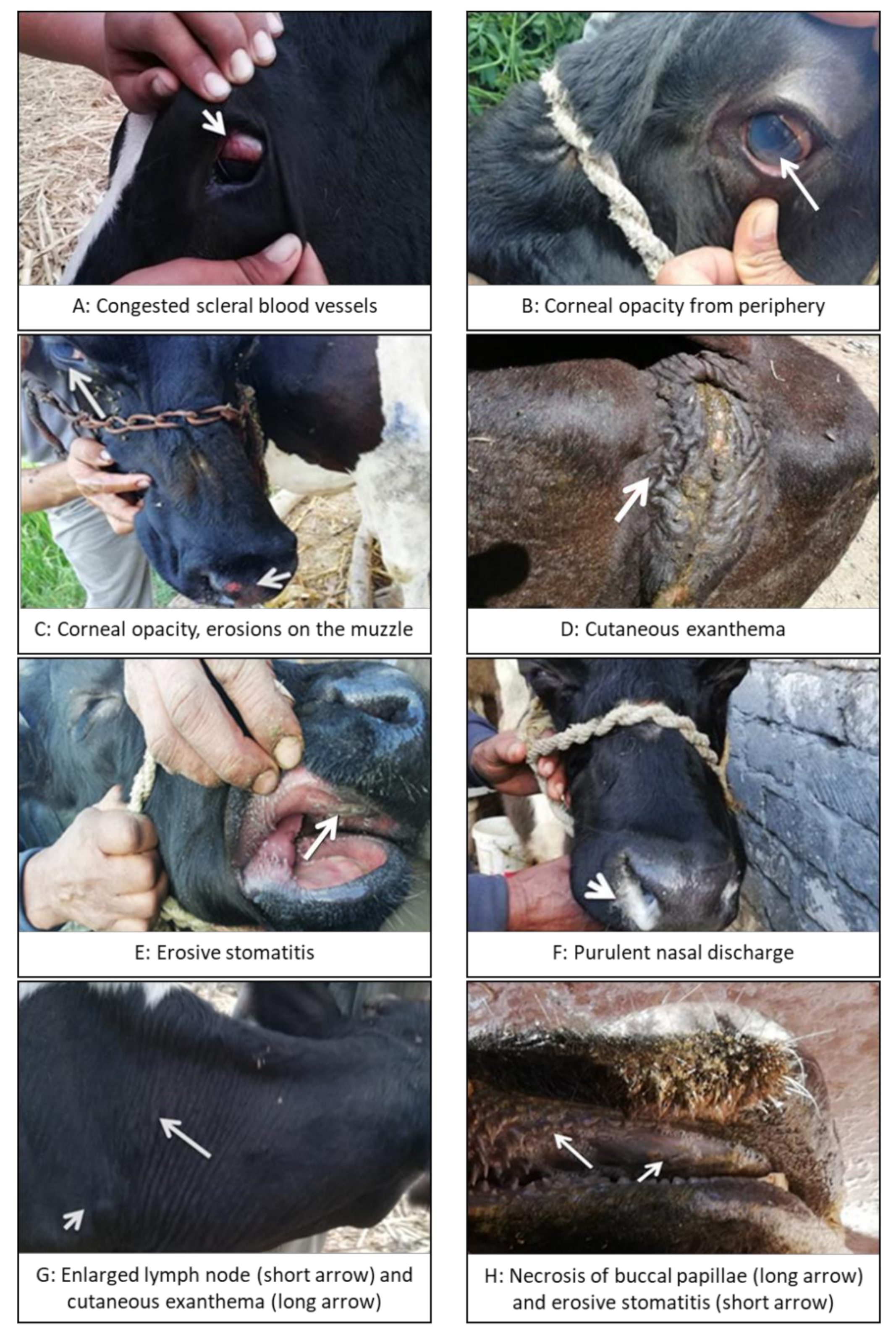 Vetsci 07 00201 g001